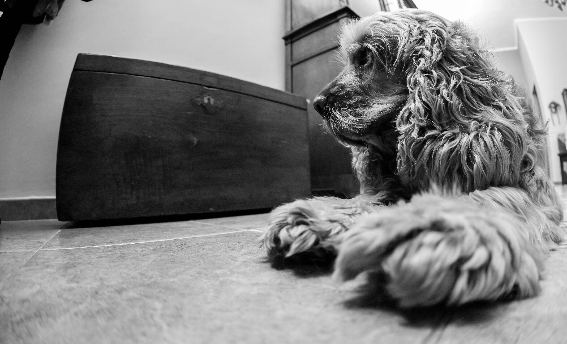 Teddy