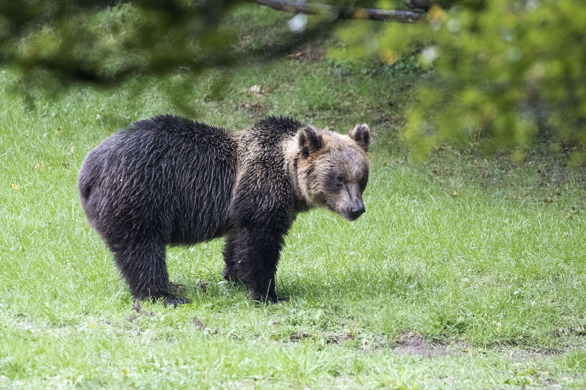 Marsican Brown Bear (Abruzzo National Park)