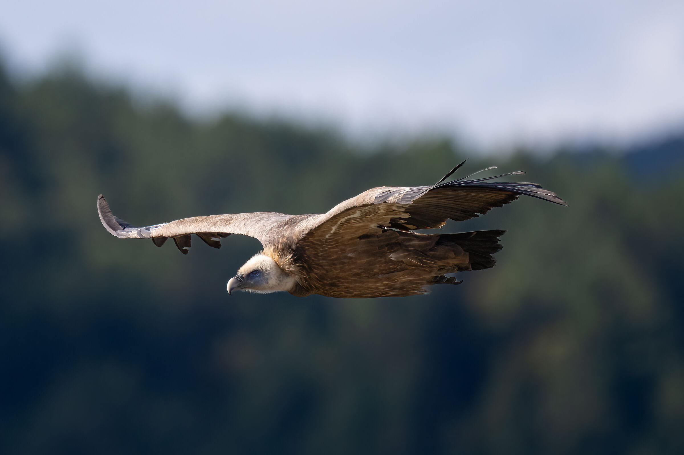 Griffin - Barronies Provencal