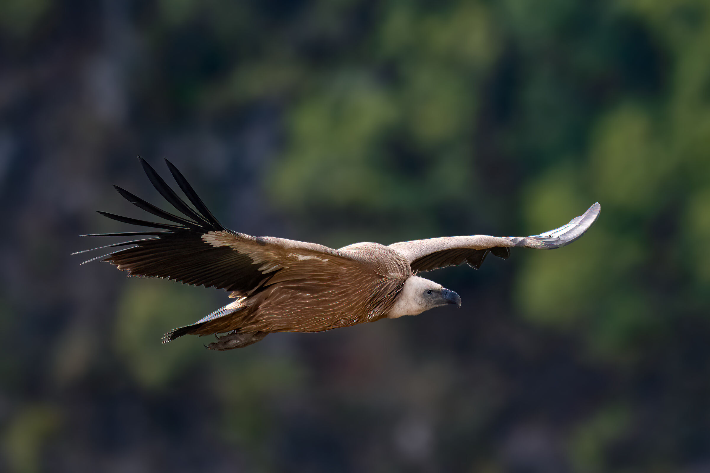 Griffin - Barronies Provencal