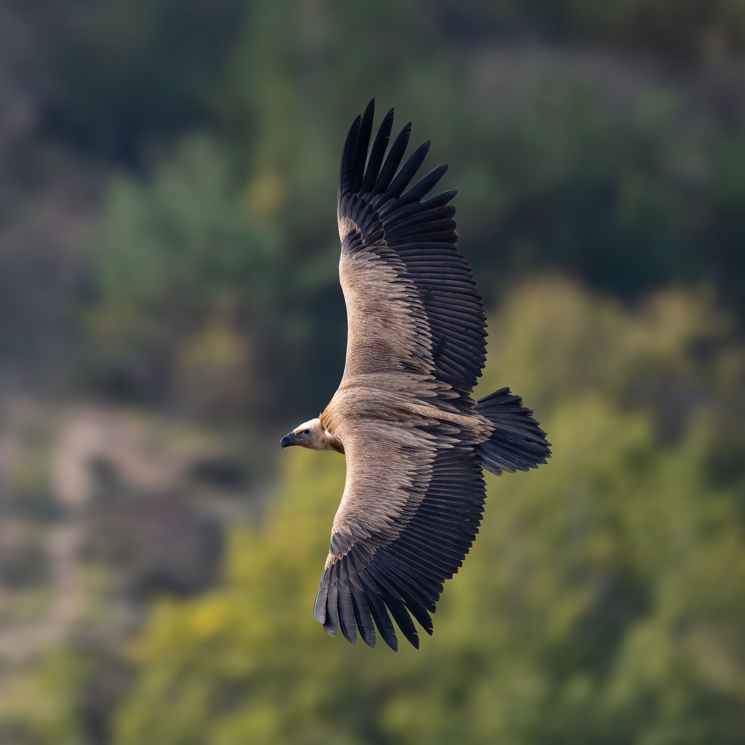Griffin - Barronies Provencal