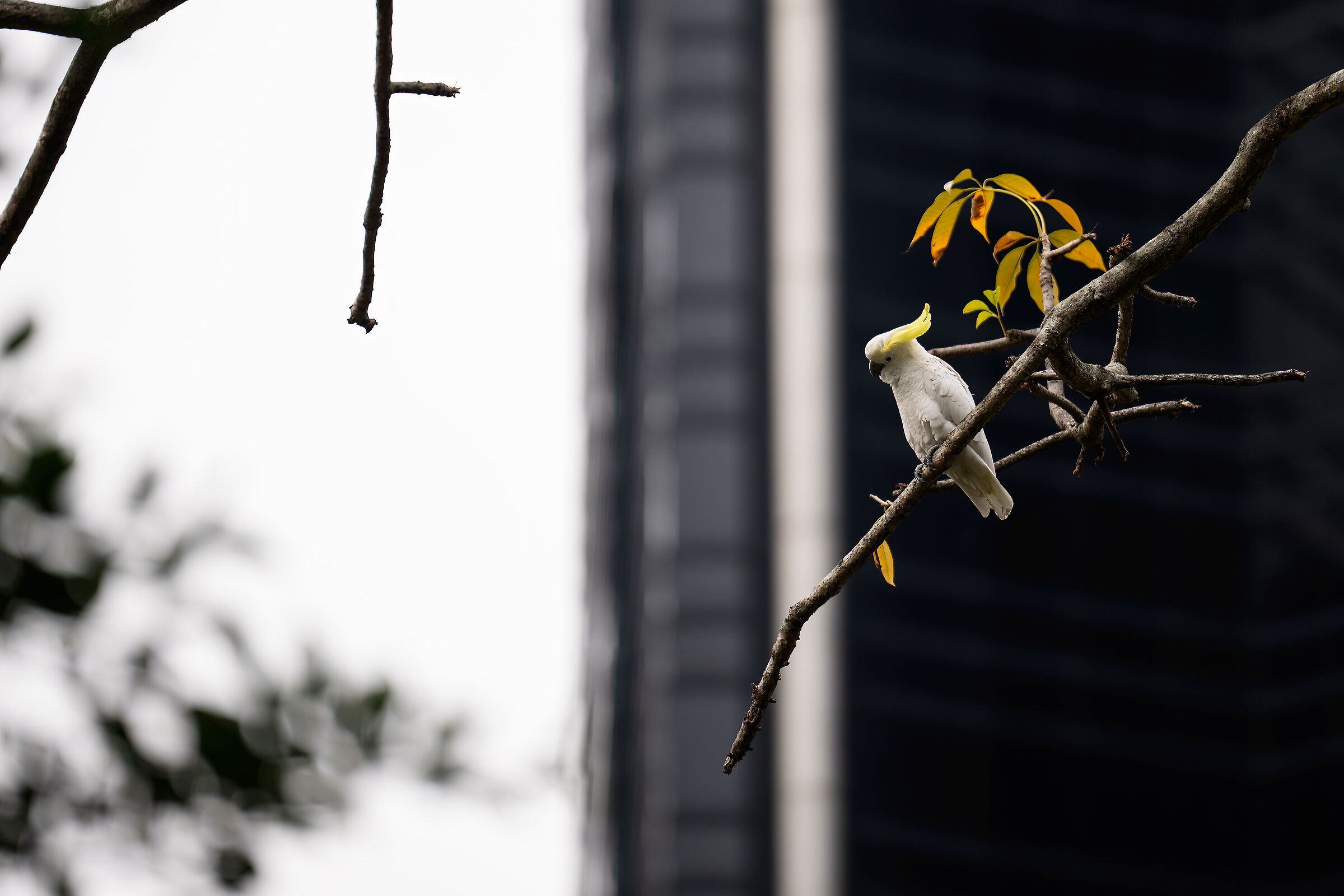 Urban Cockatoo
