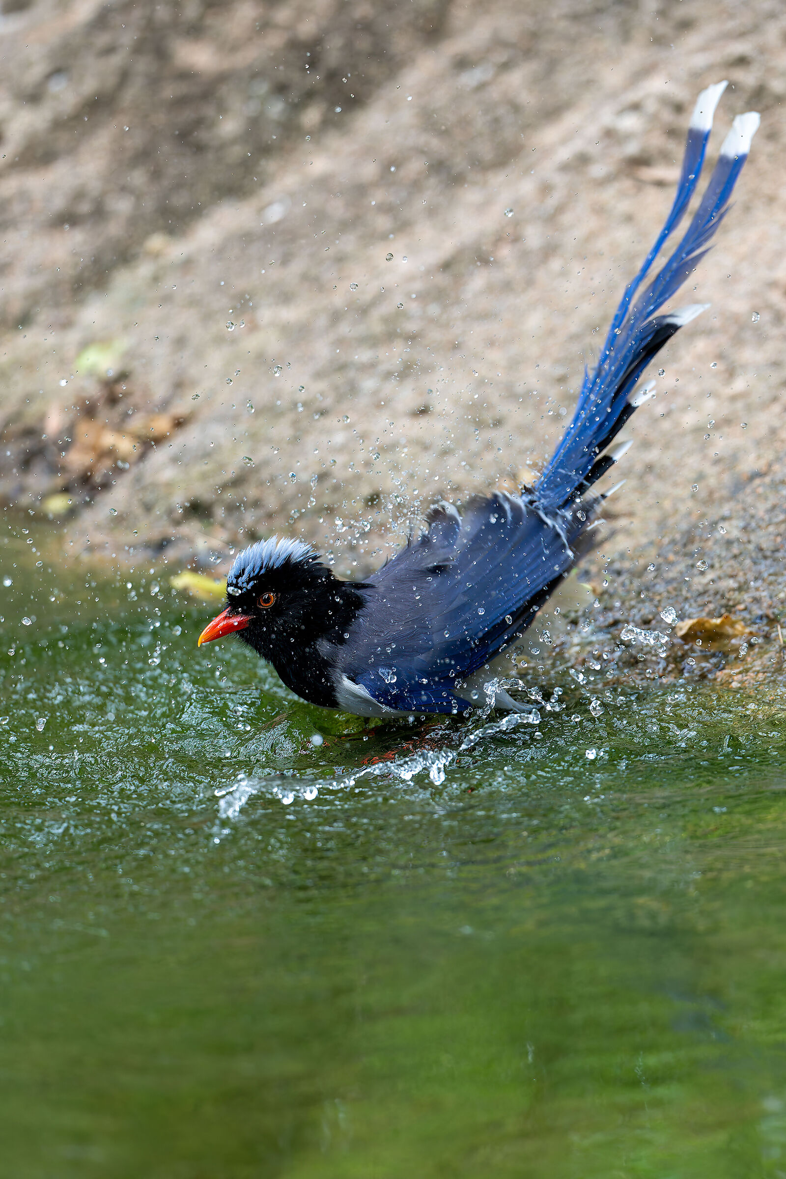 Taiwanese blue magpie