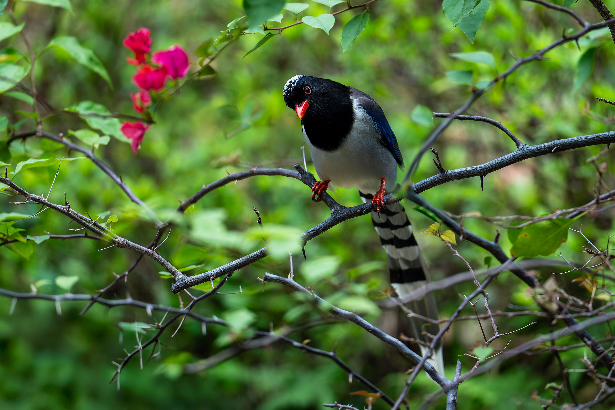Urocissa caerulea (Taiwanese blue magpie)