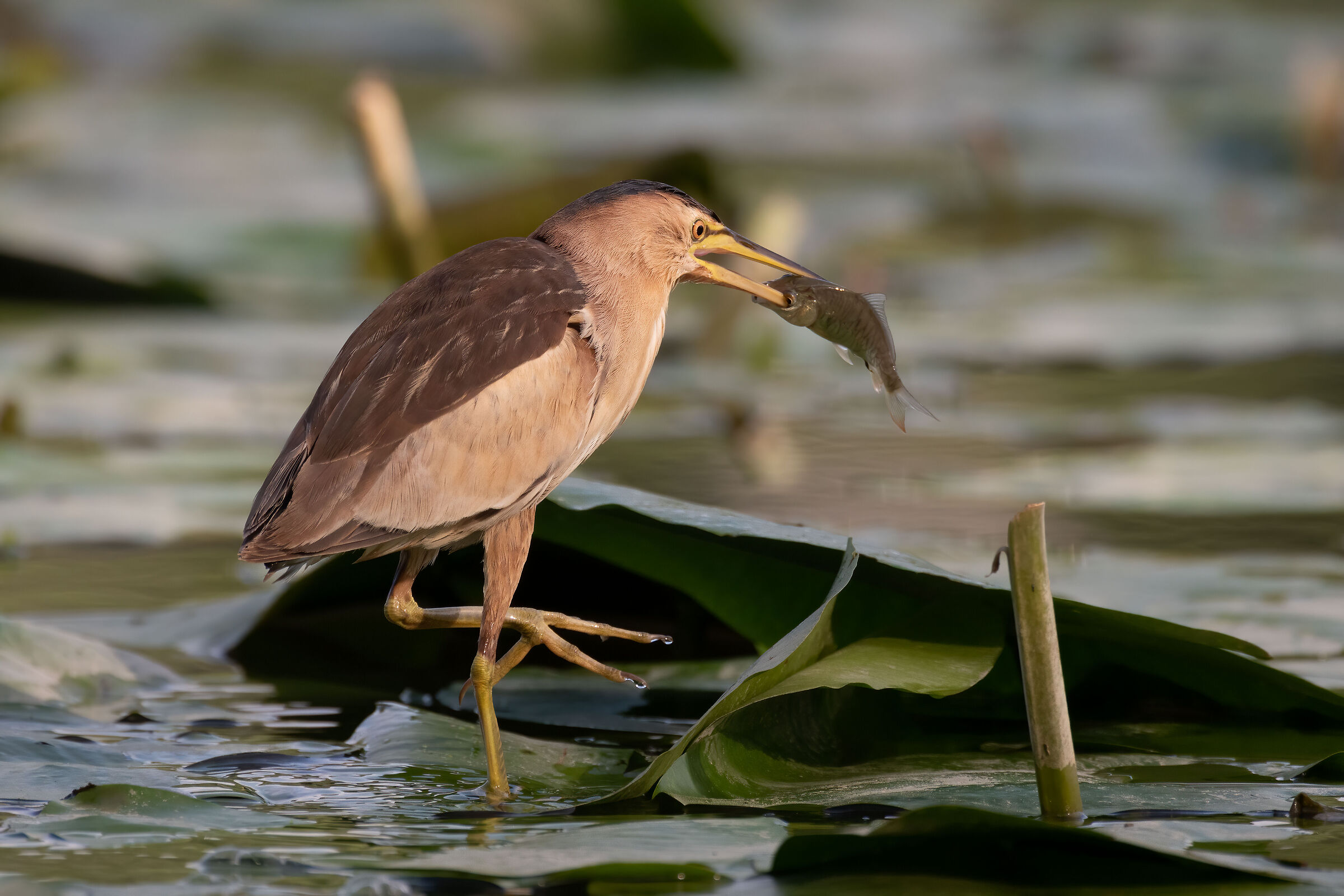 Little bittern with prey 1200 mm