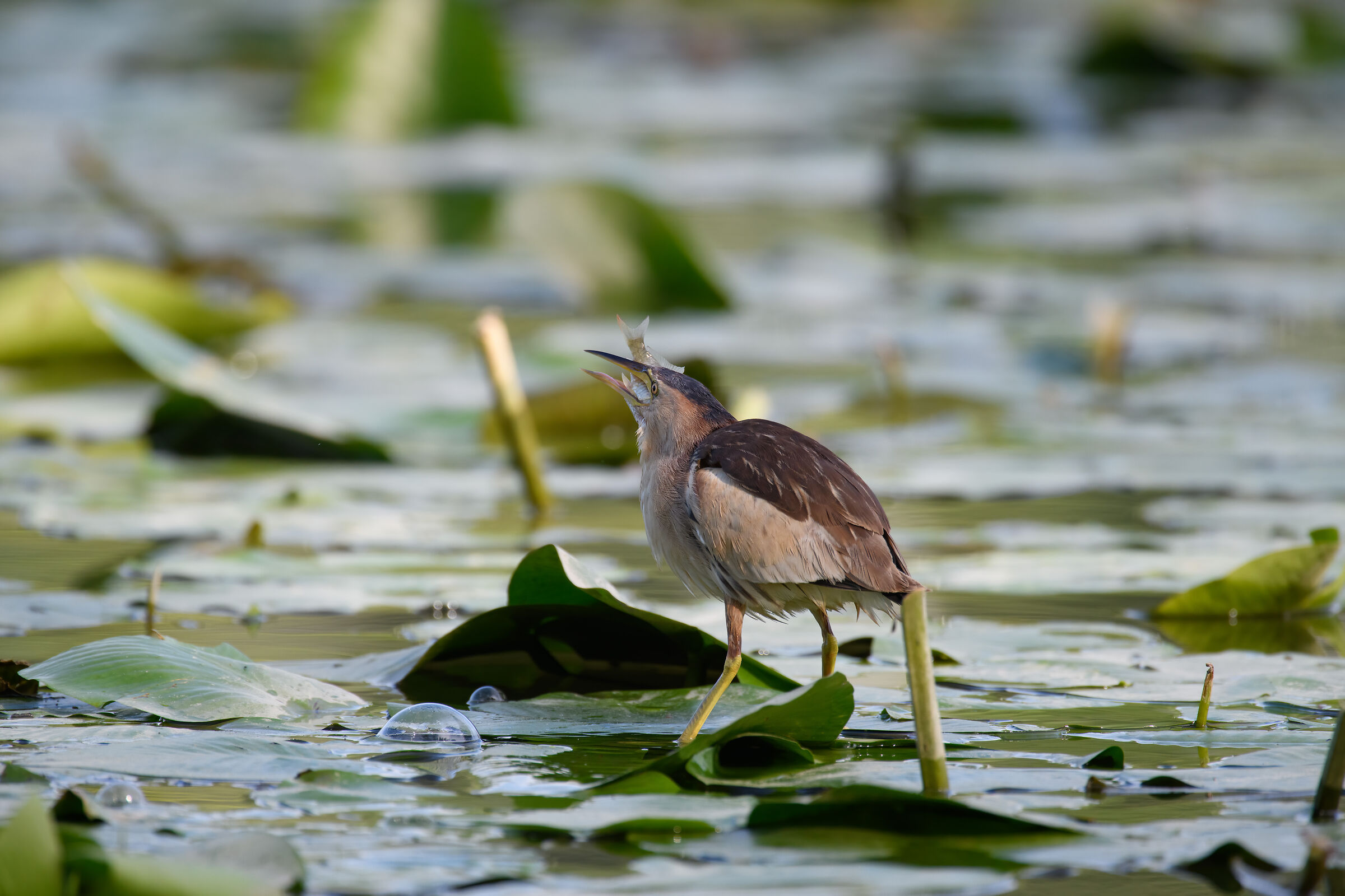 Little bittern with prey 1200 mm