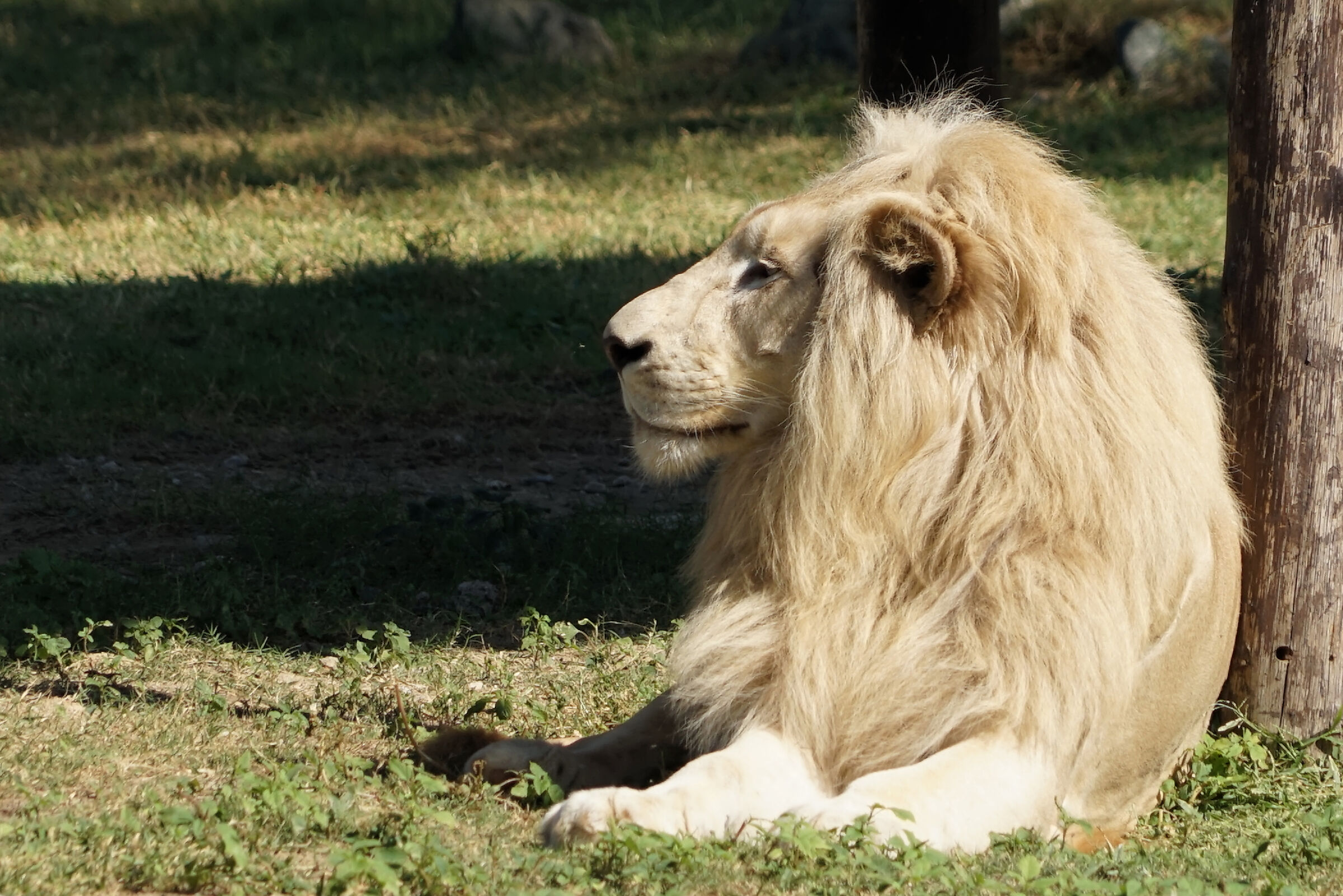 The King