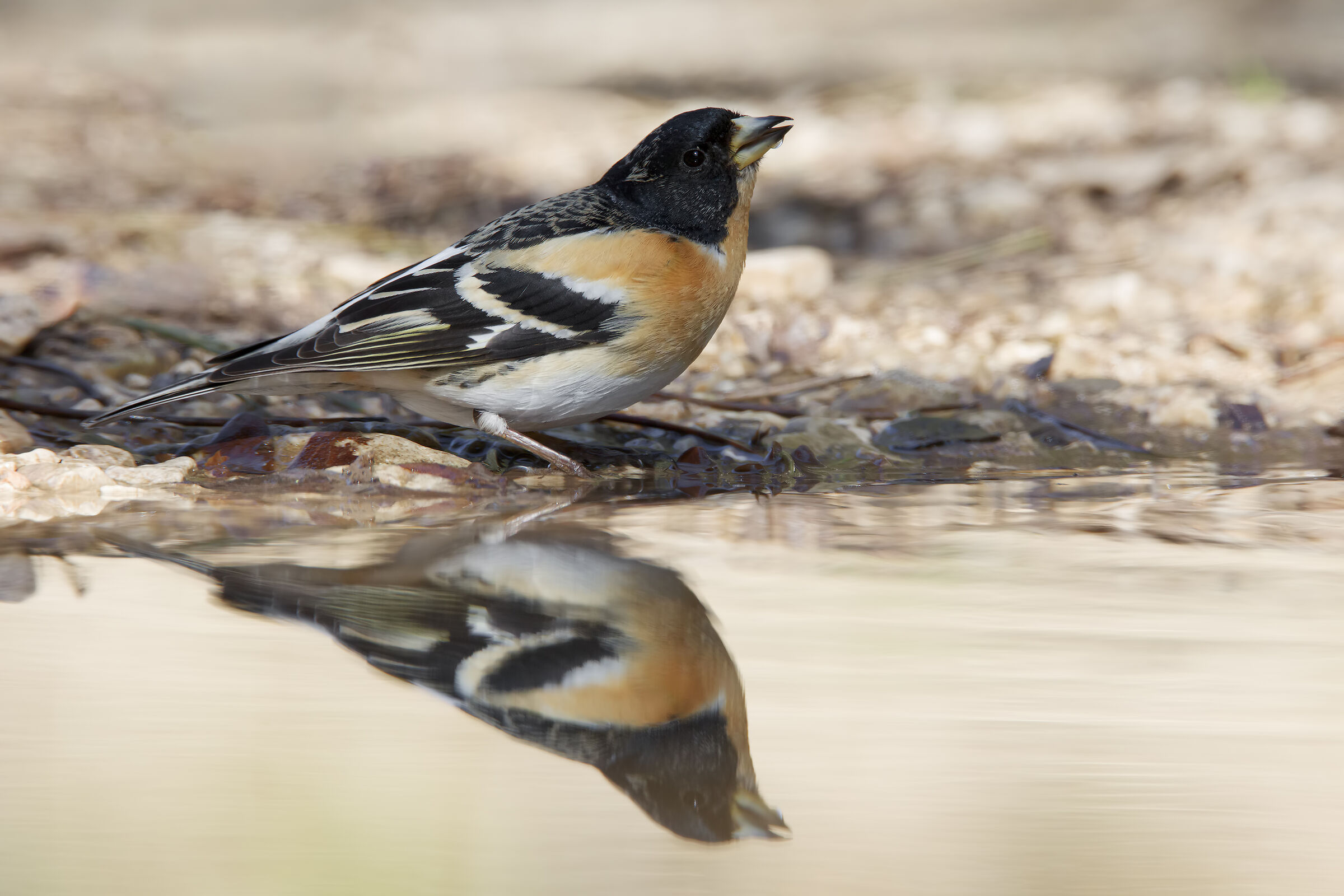 Brambling