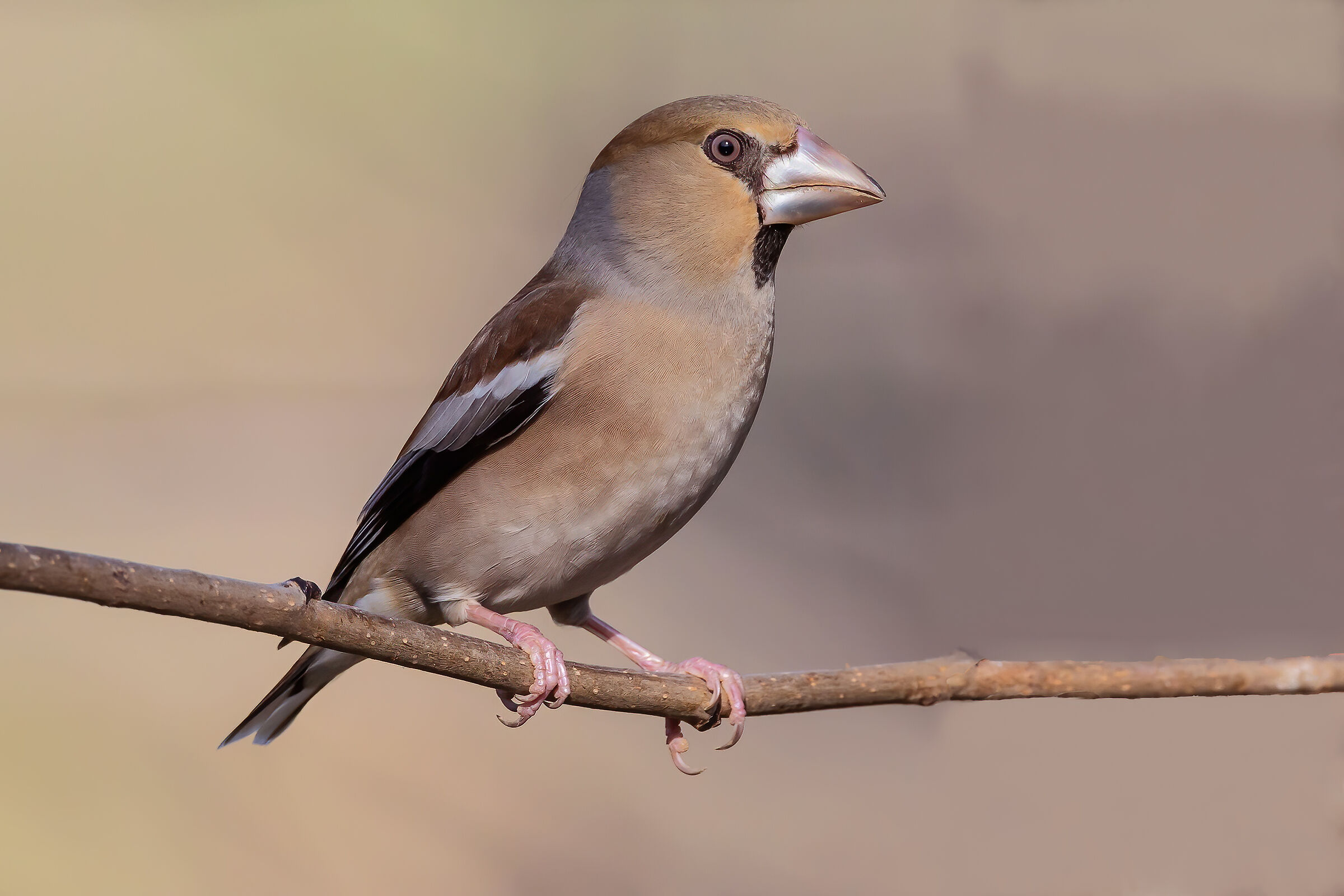Hawfinch