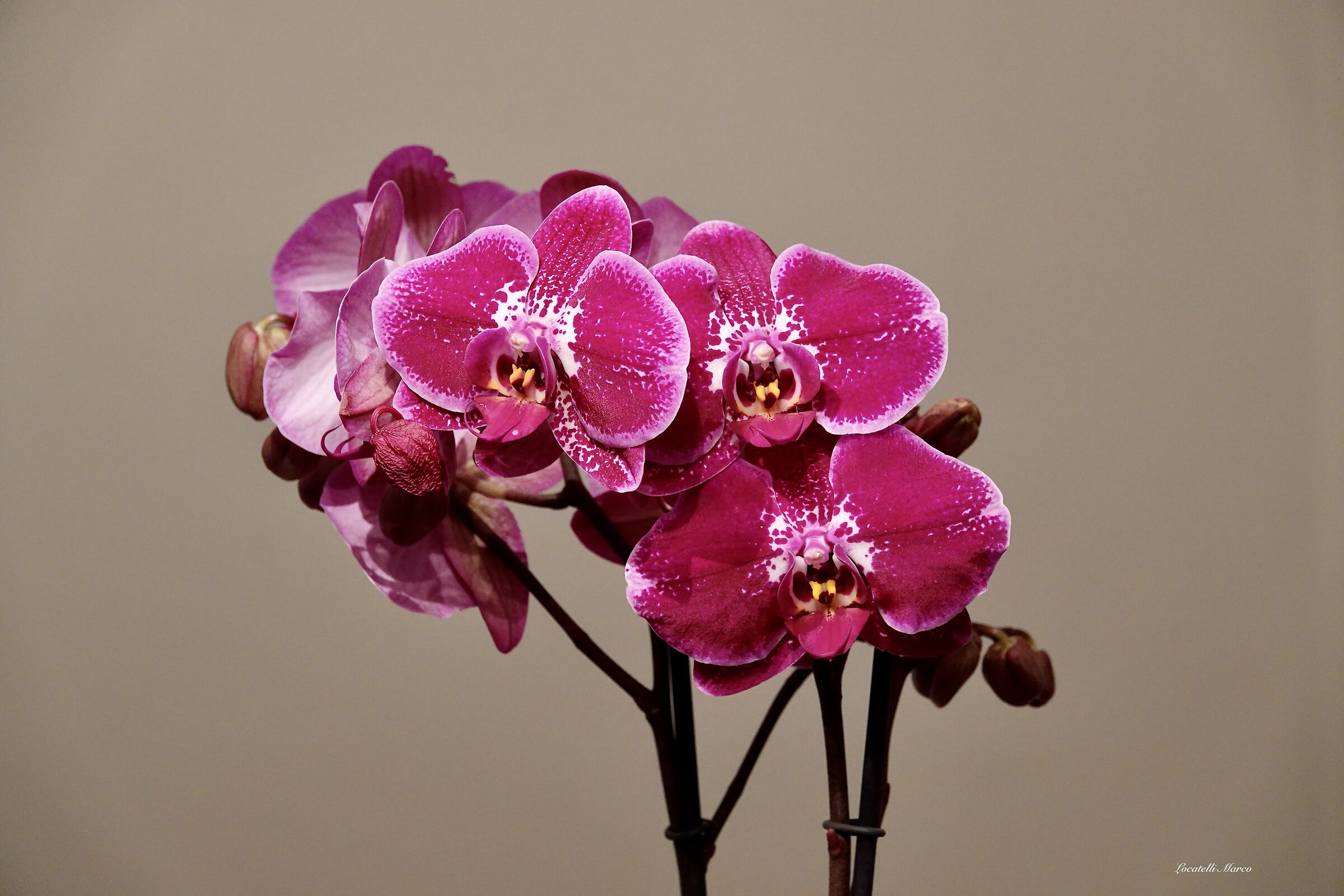 Orchid