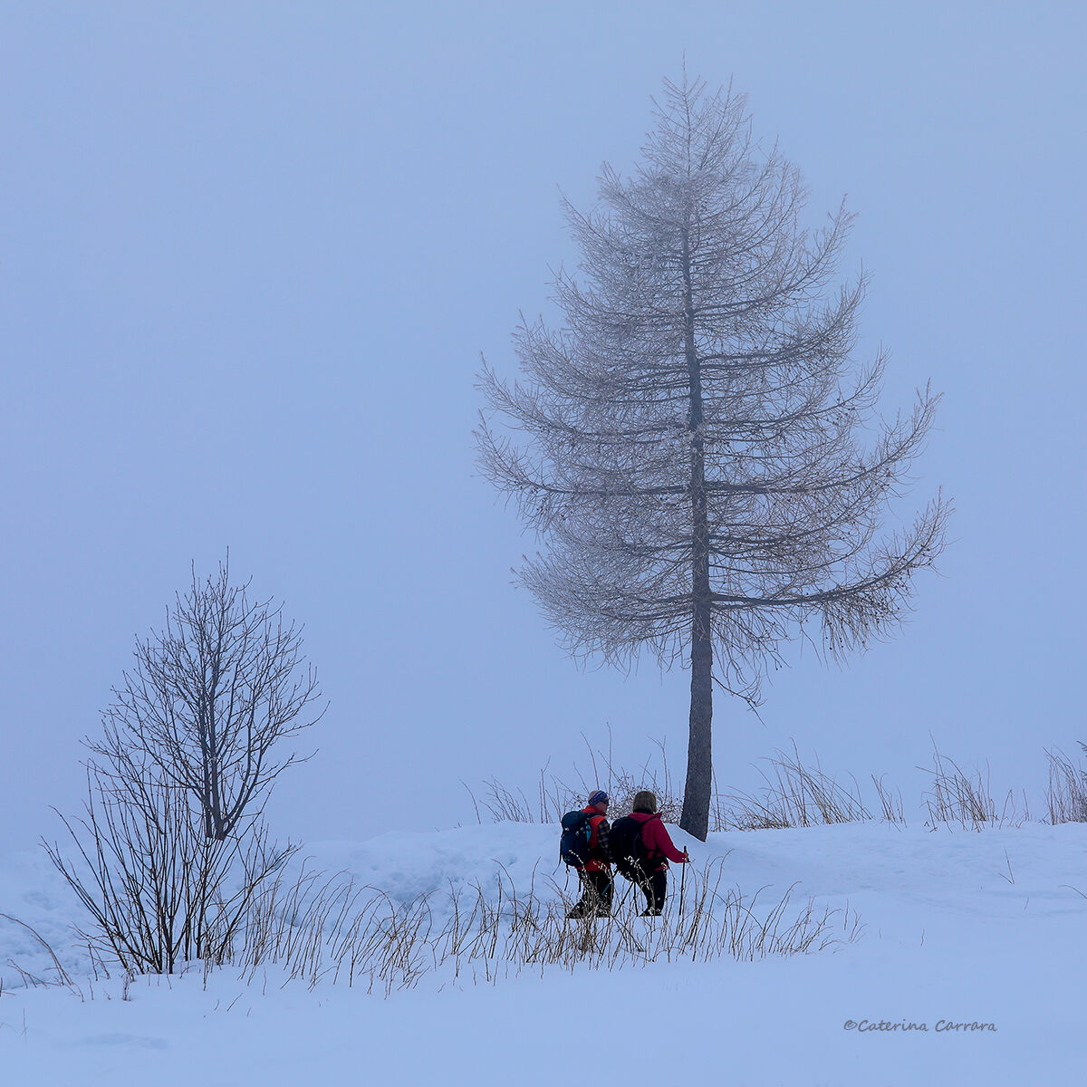 La neve e il suo magnifico silenzio