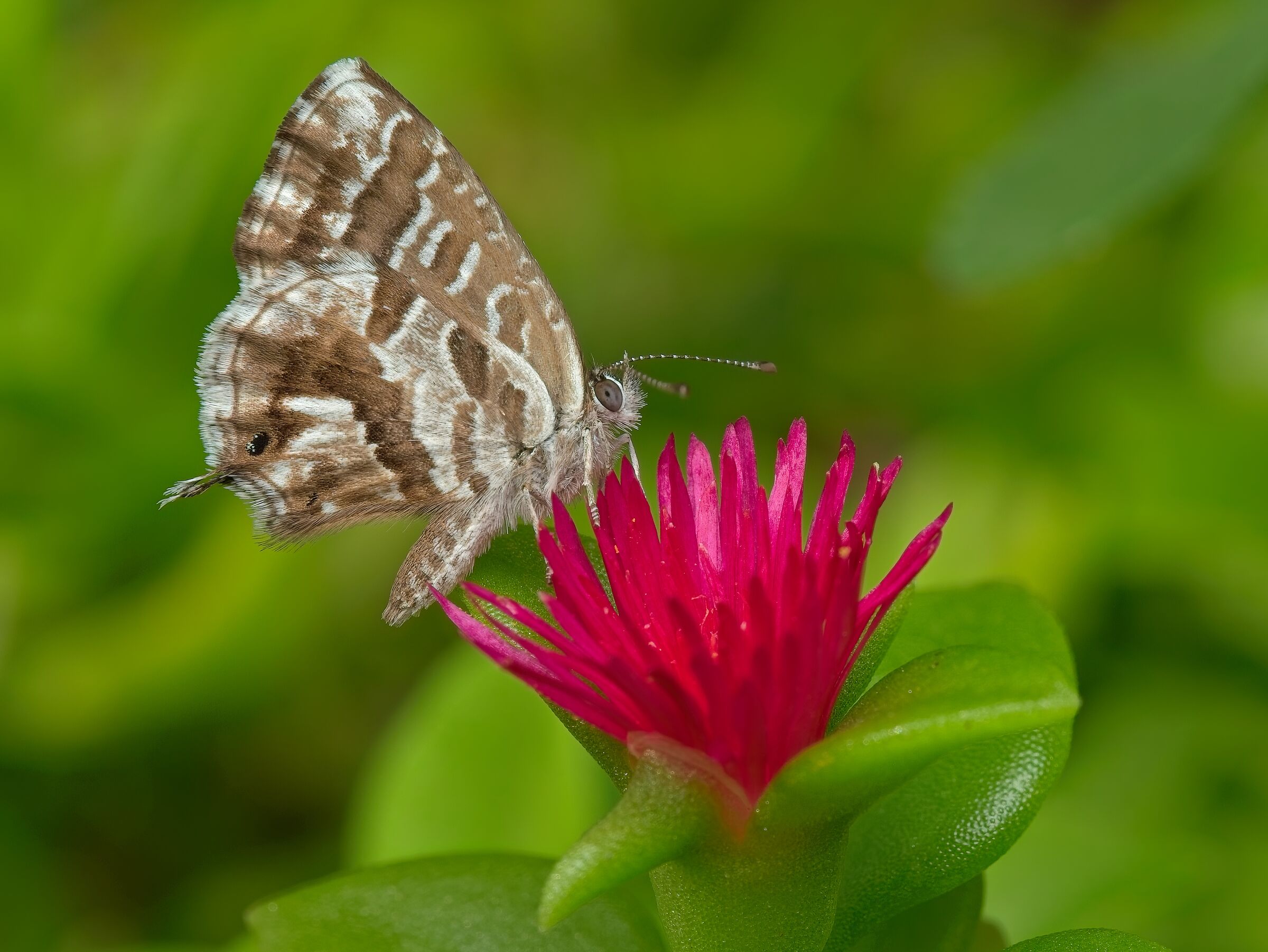 Geranian Lycaenid - Cacyreus marshalli