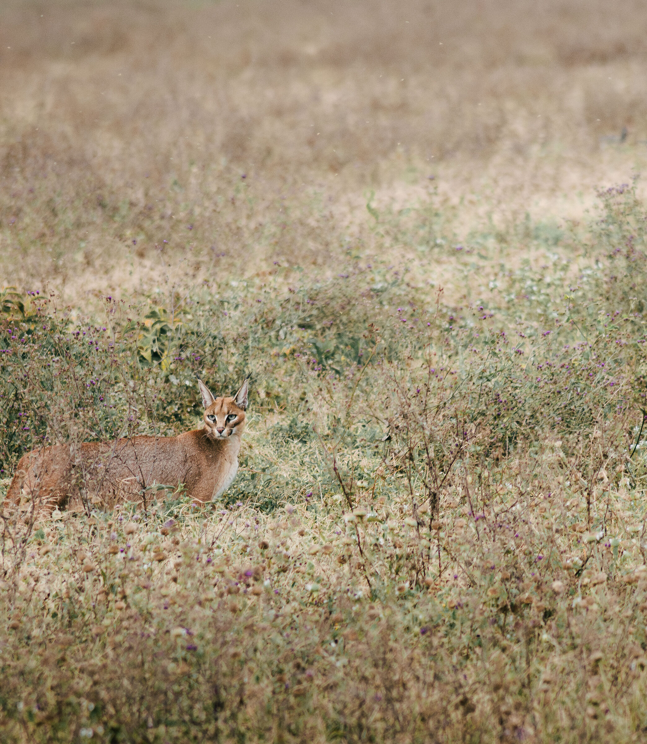 Caracal