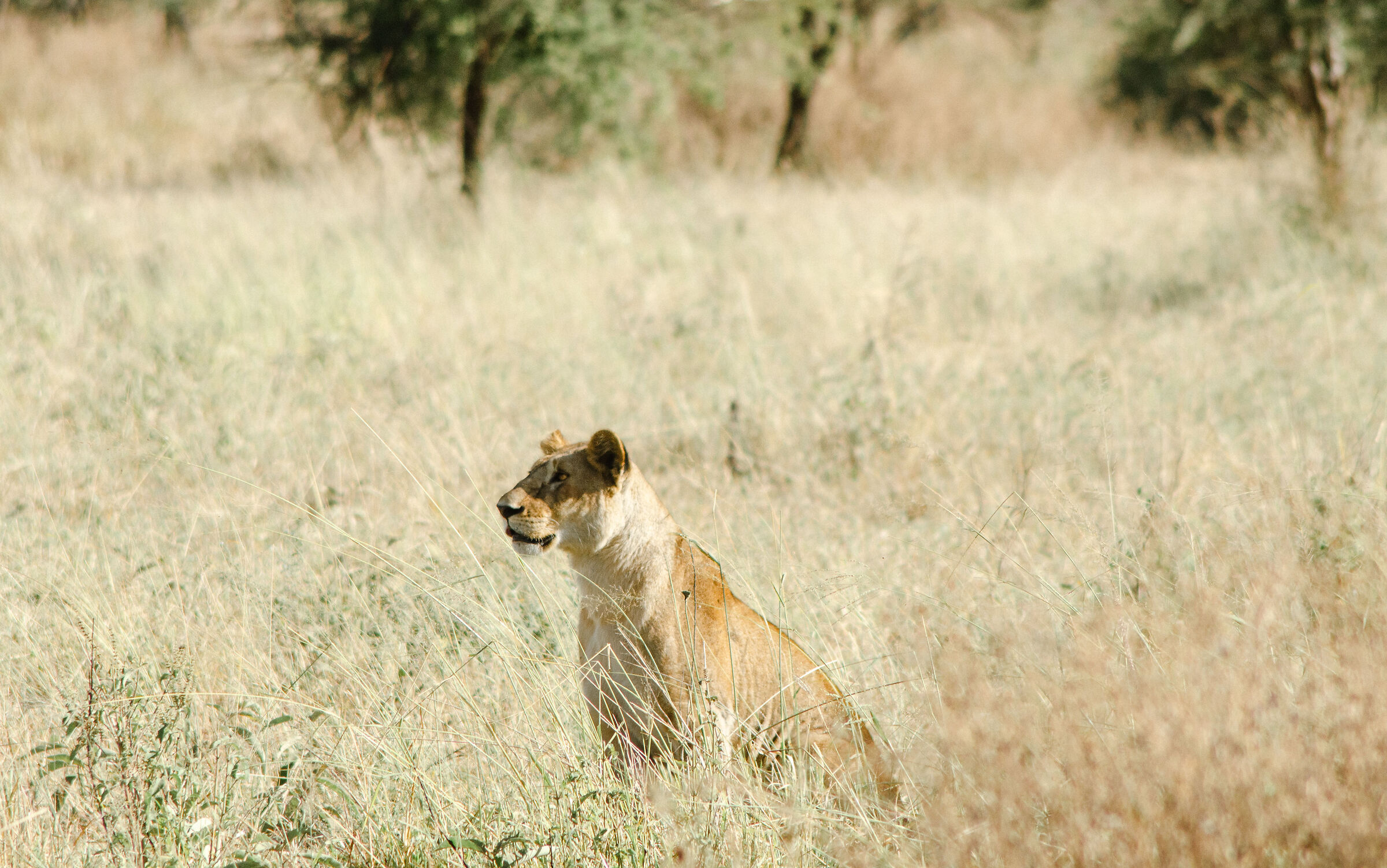Lioness