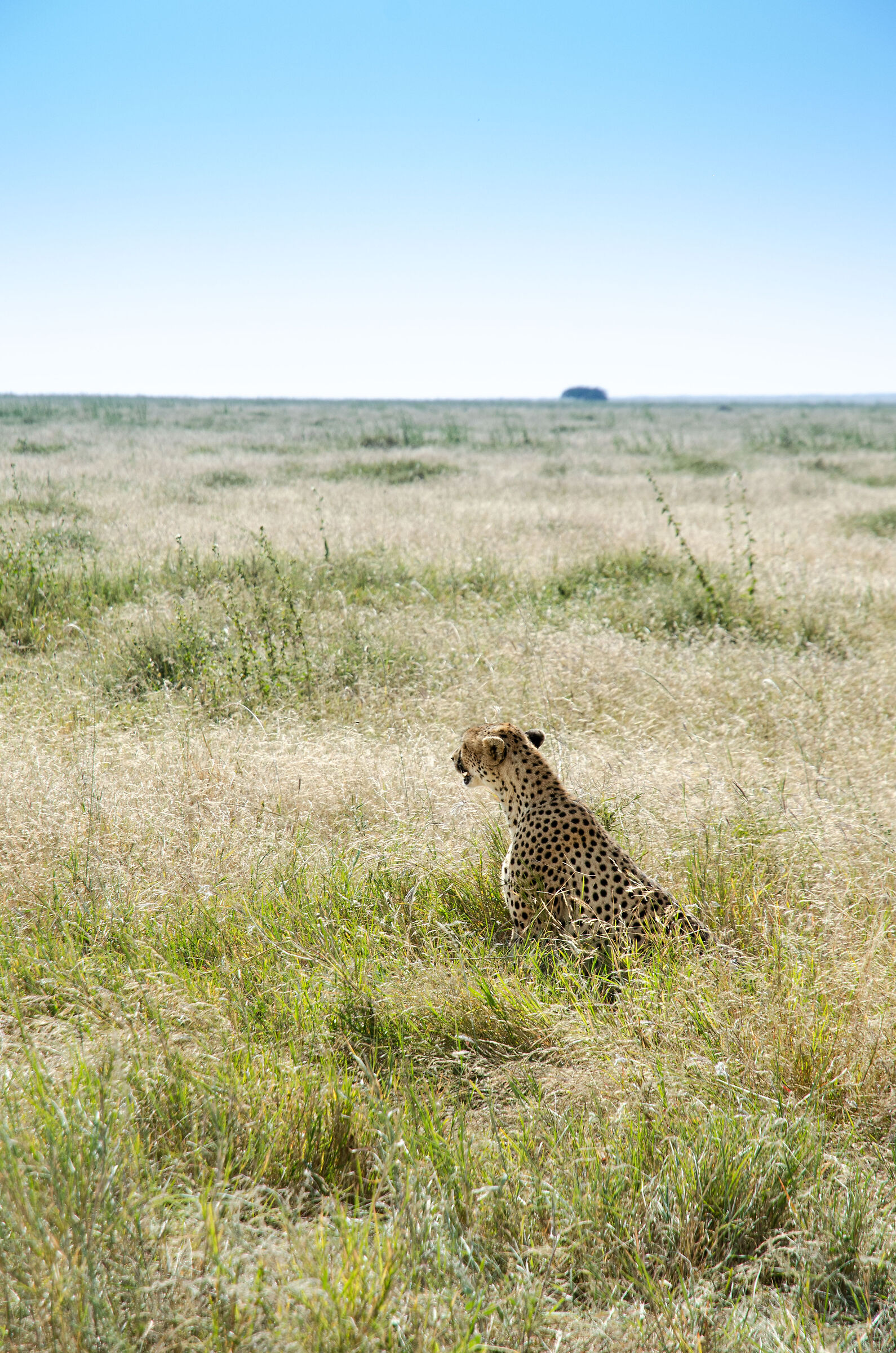 Cheetah