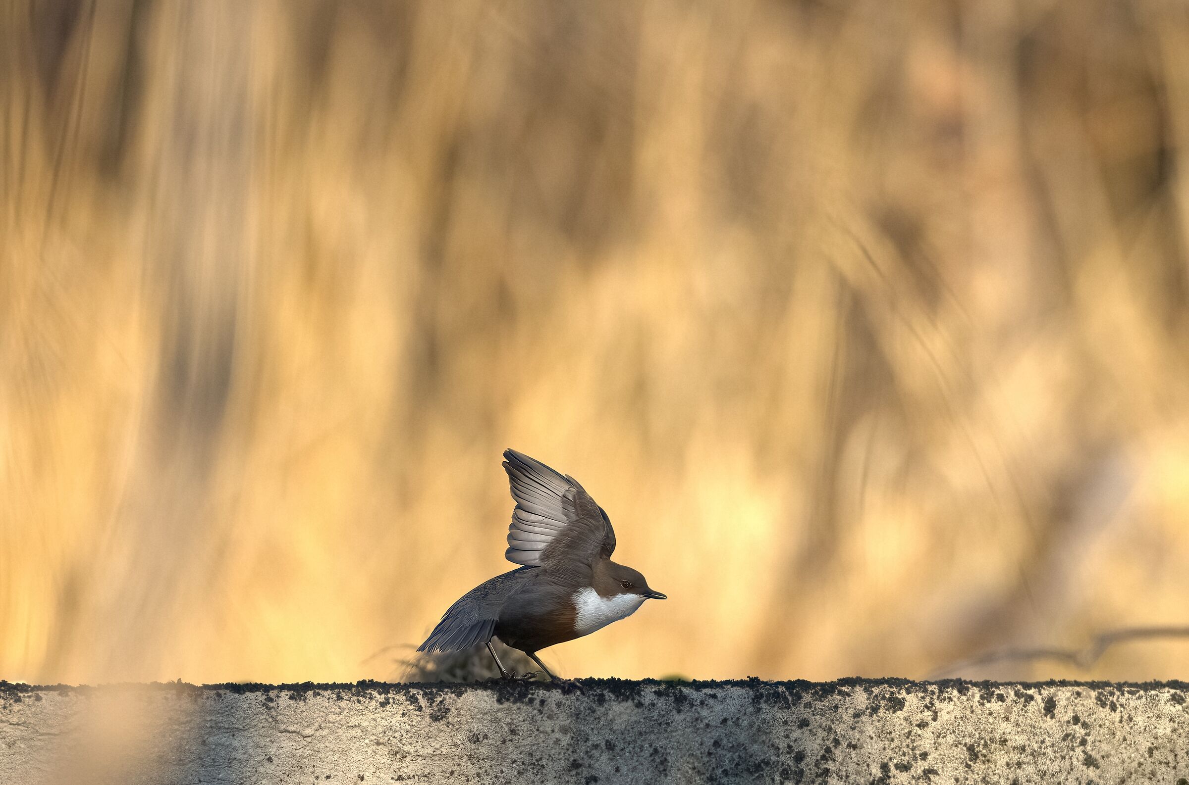 white-throated dipper