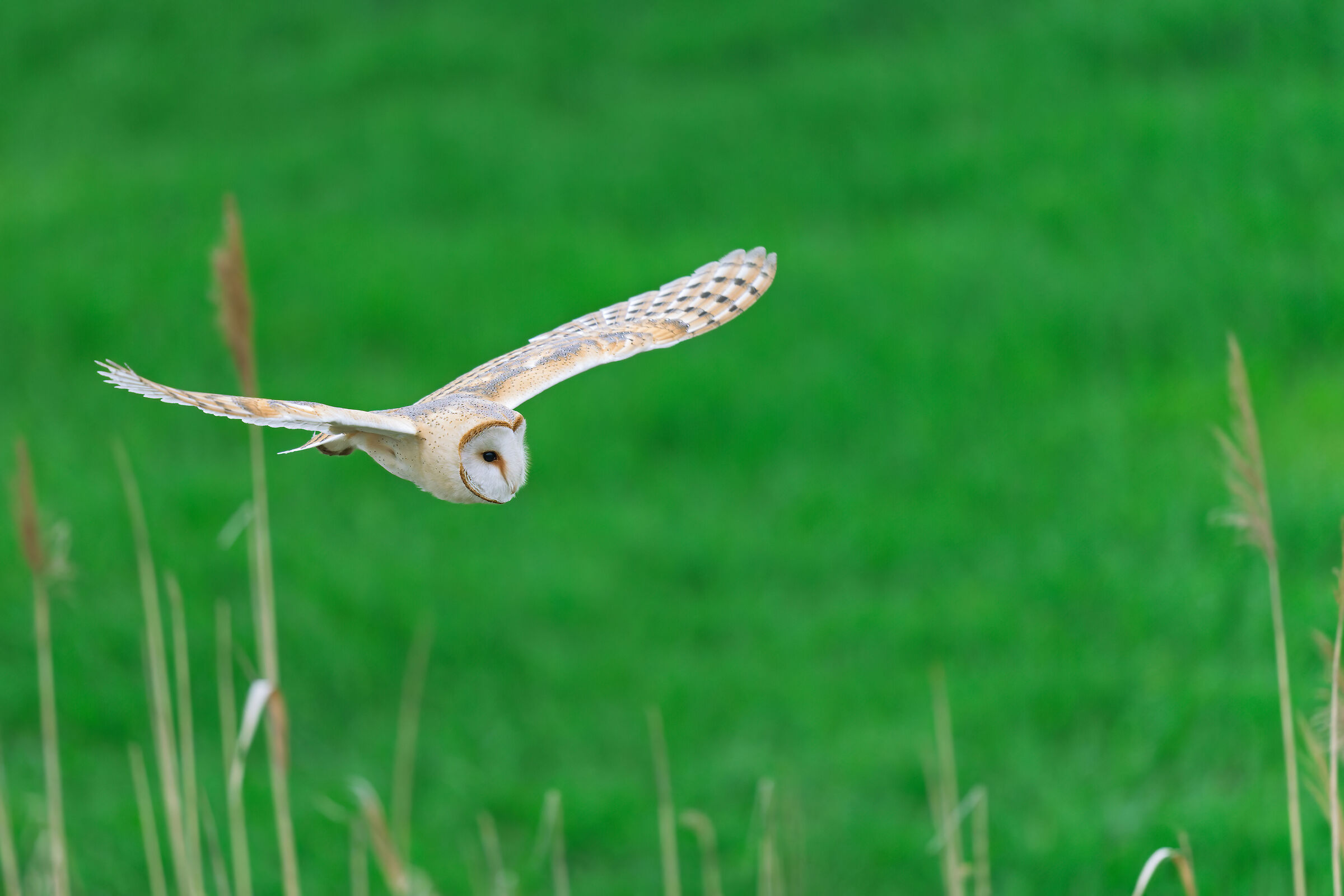 Barn owl