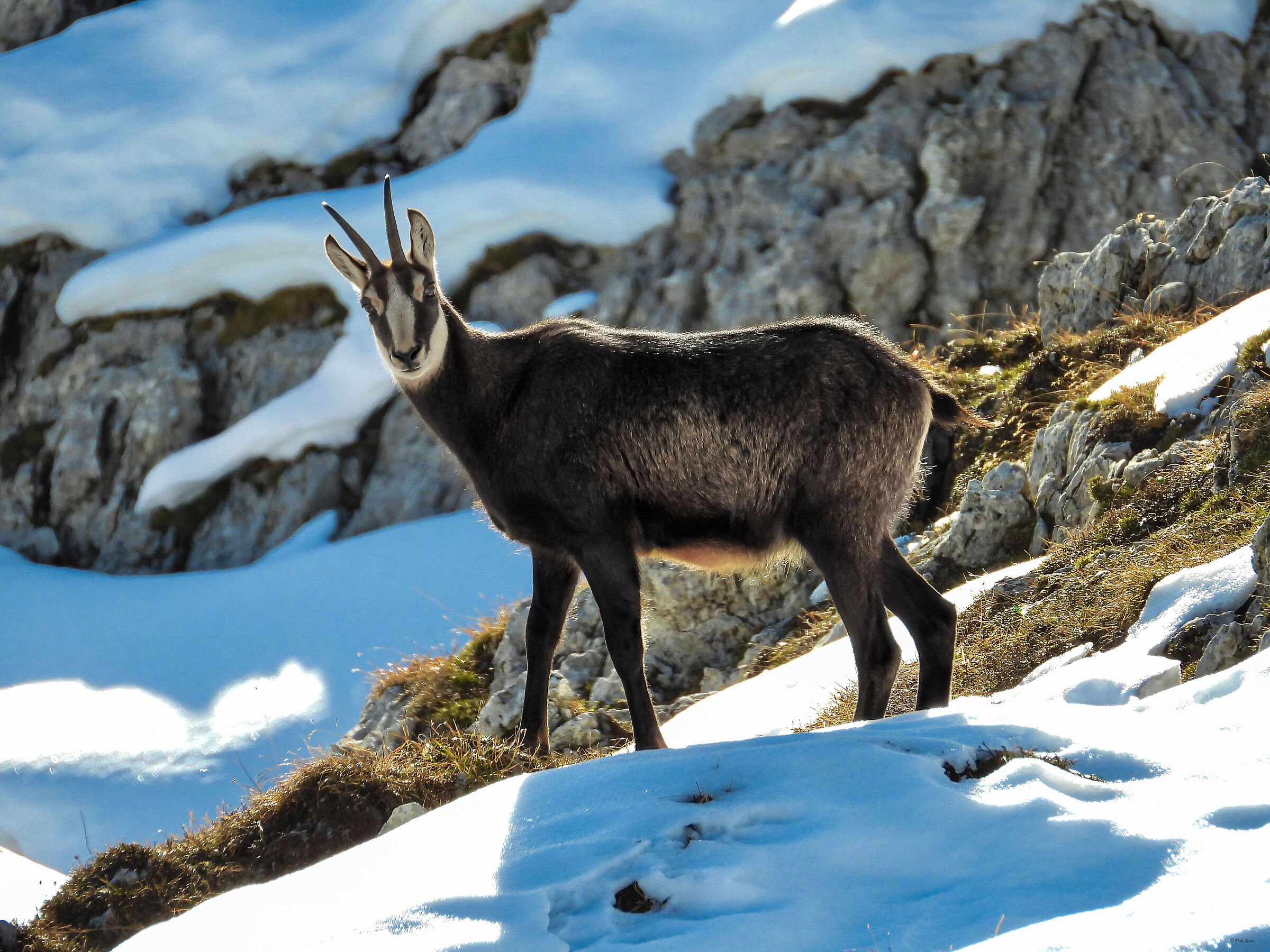 Female Alpine Chamois