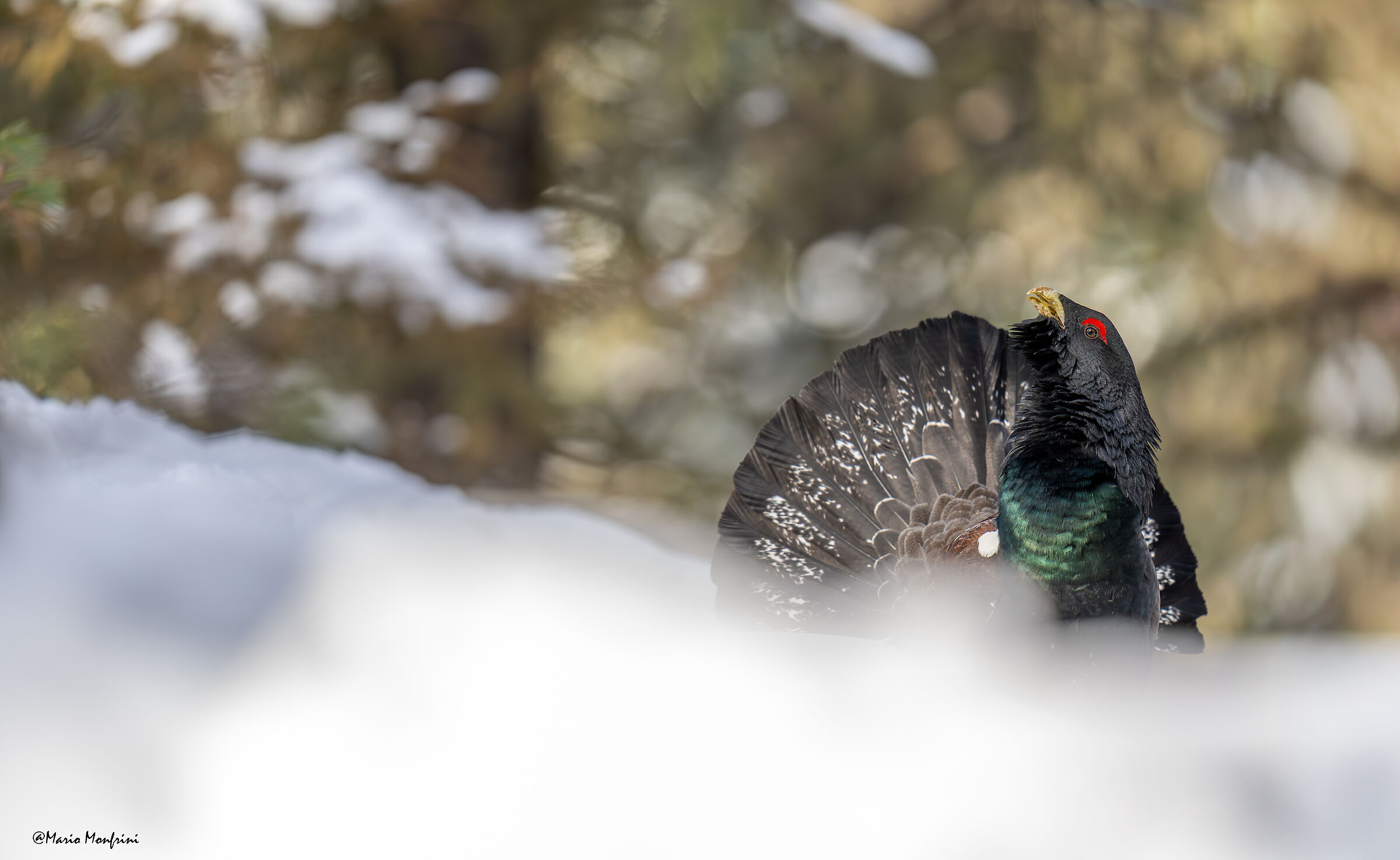 Il guardiano del bosco