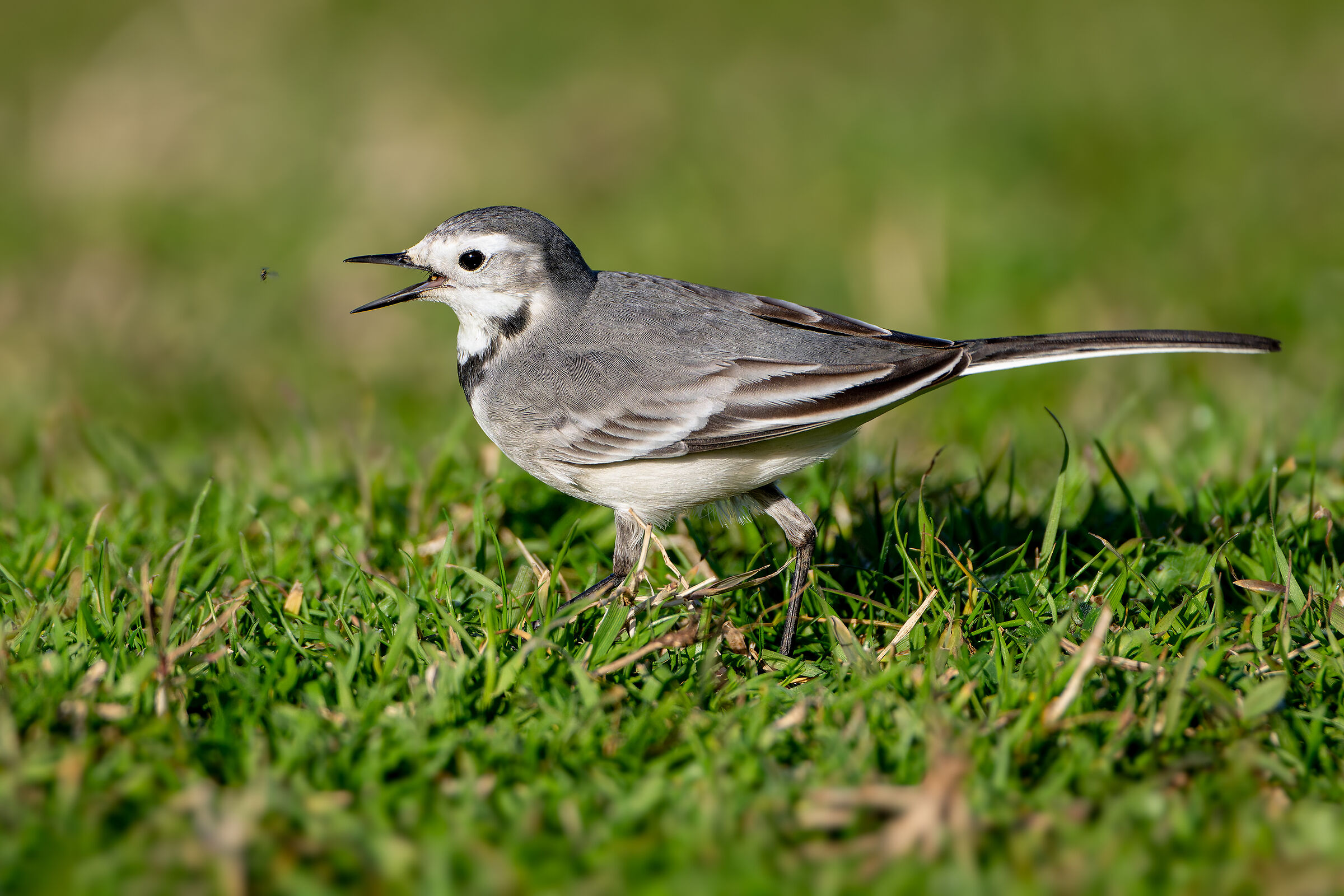 Sempre a caccia d'insetti