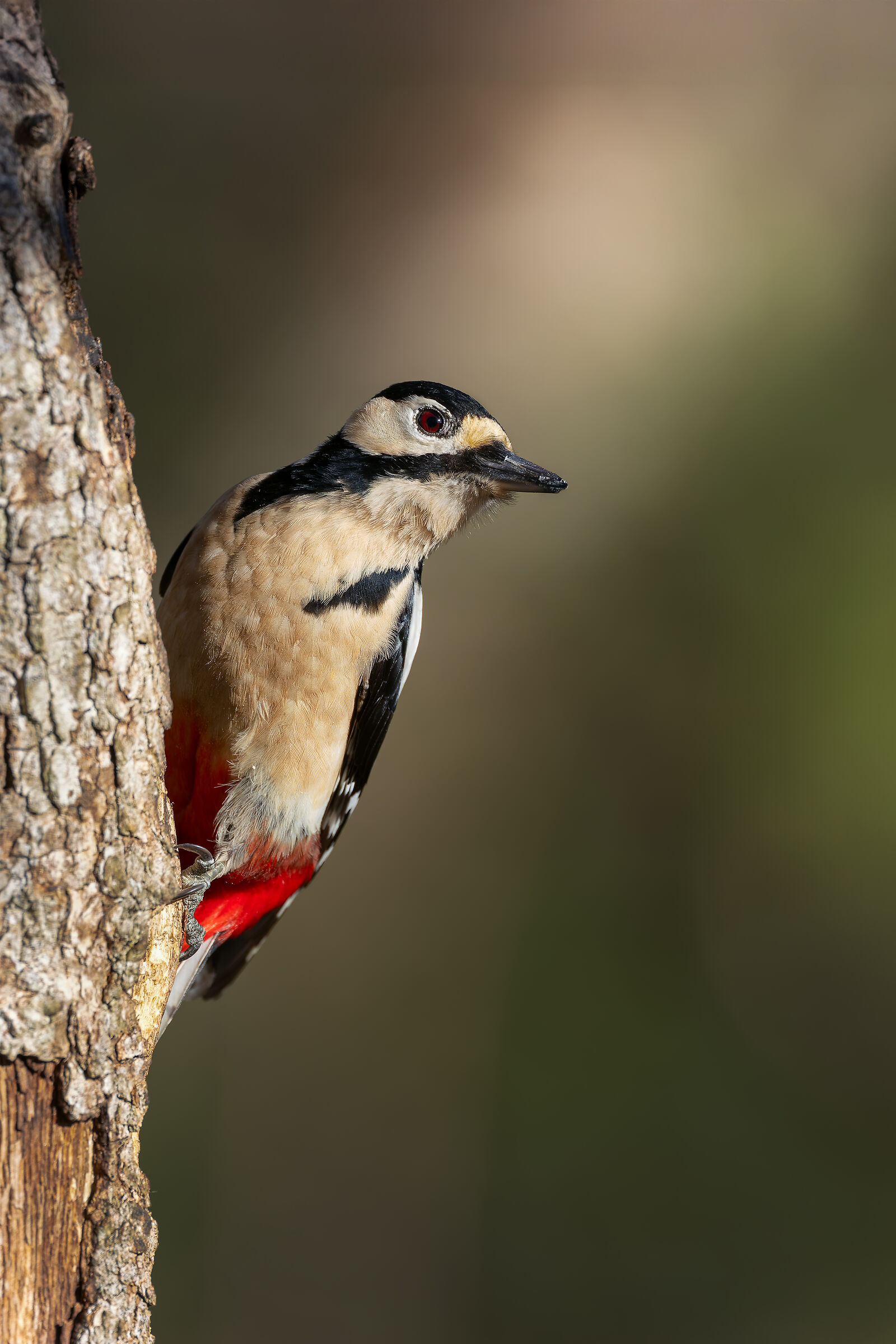 GREAT SPOTTED WOODPECKER
