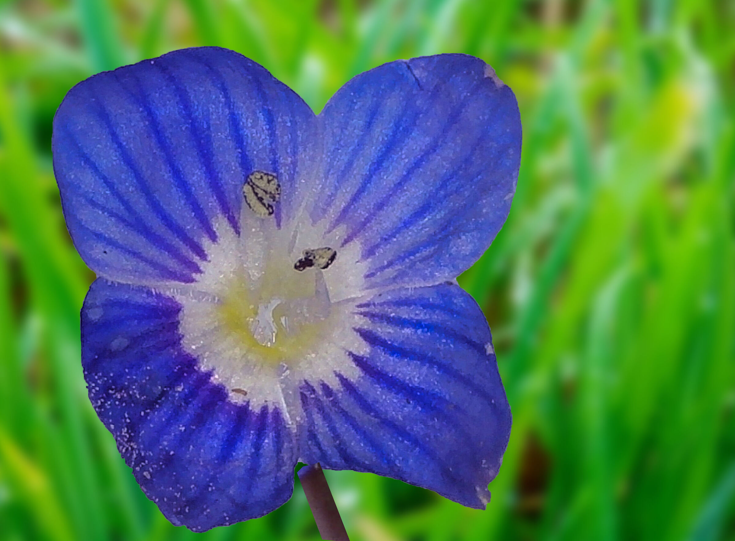 Veronica da microscopio
