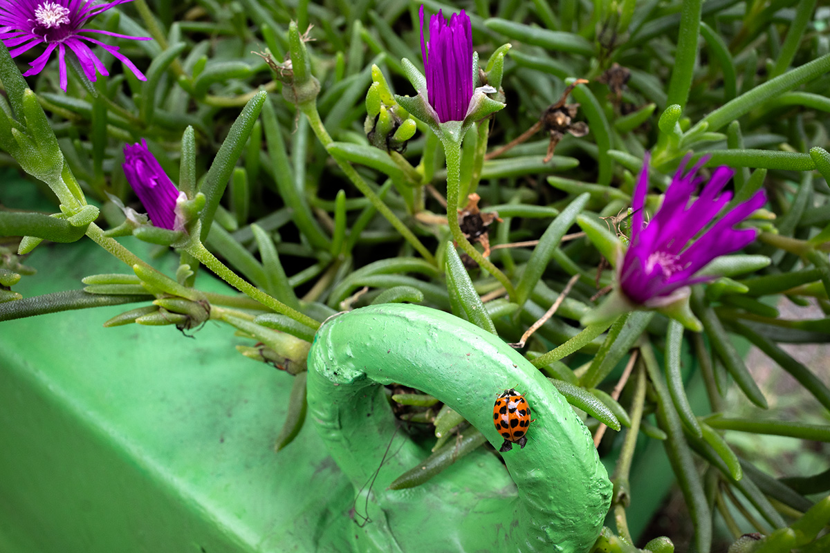 In giardino.