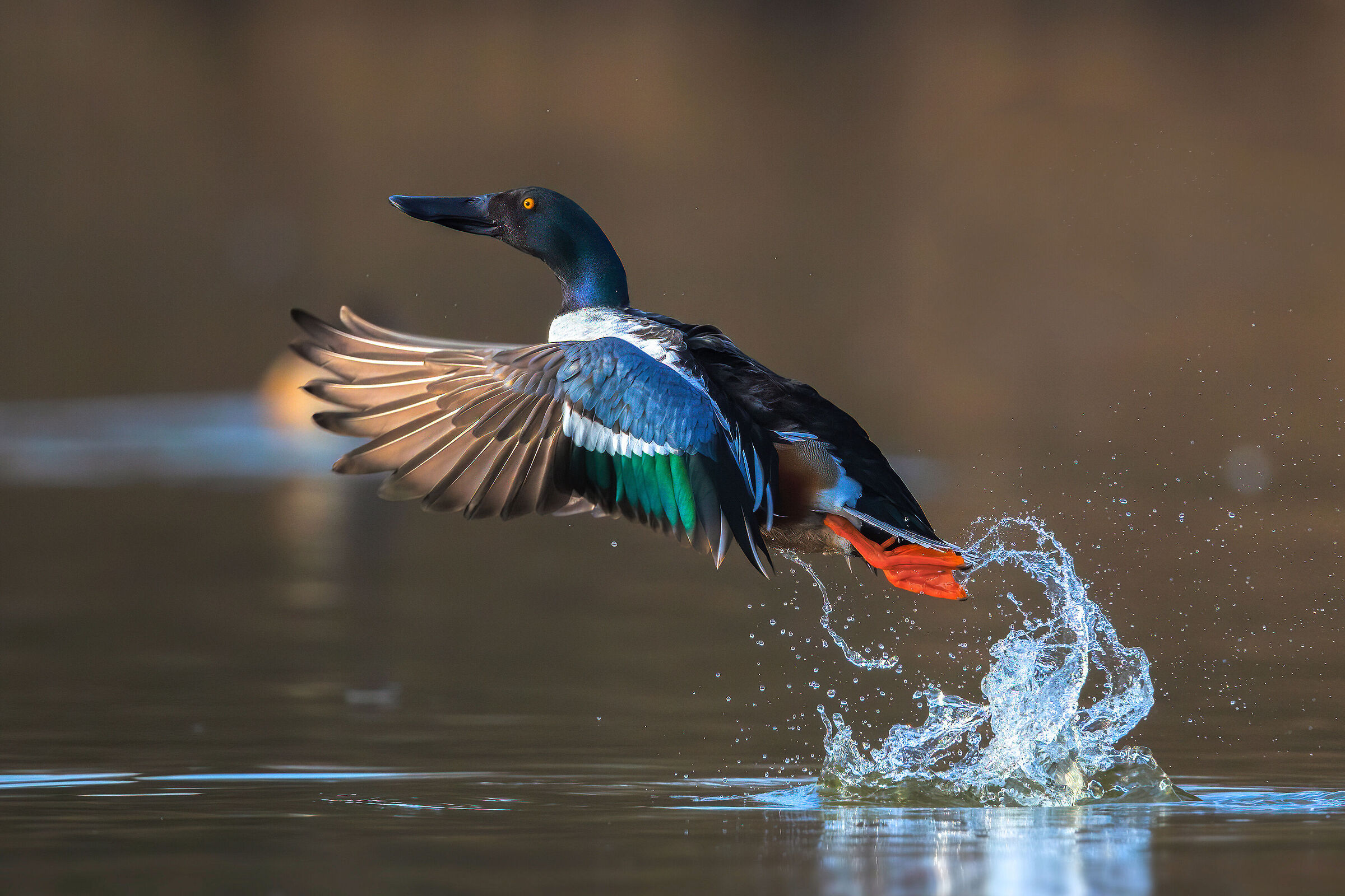Shoveler (M)