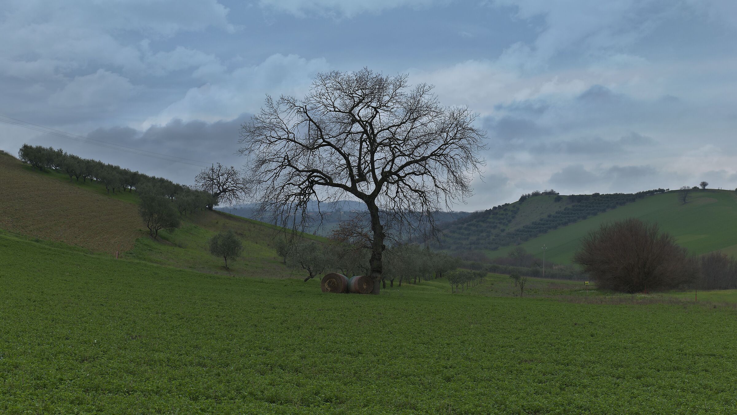 L'albero del mattino.