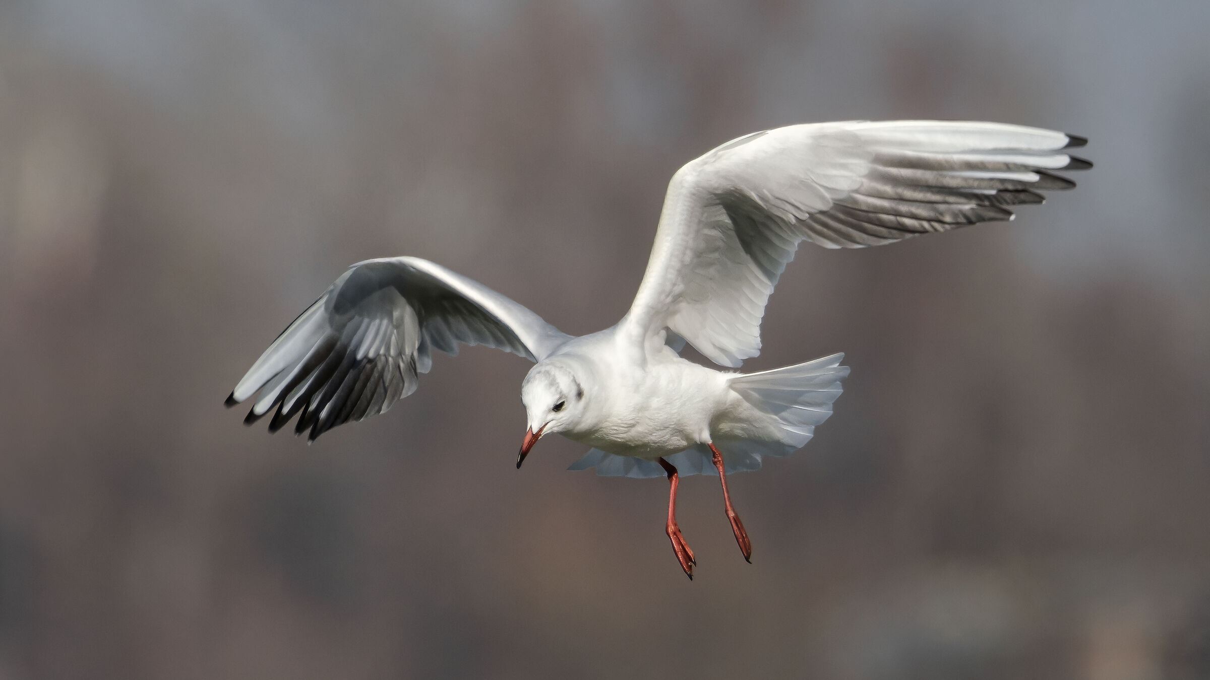 Larus ridibundus