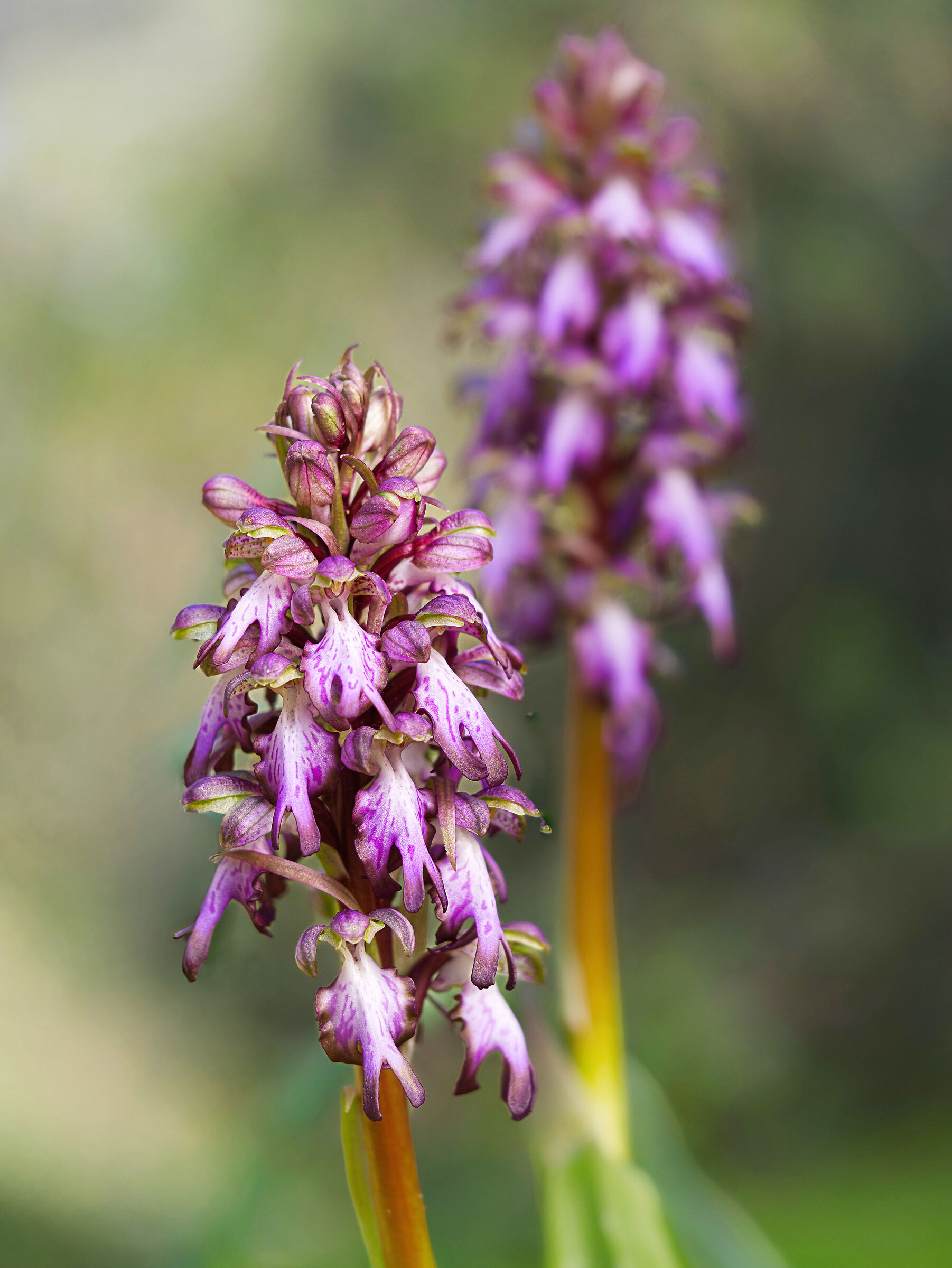 orchidea selvatica