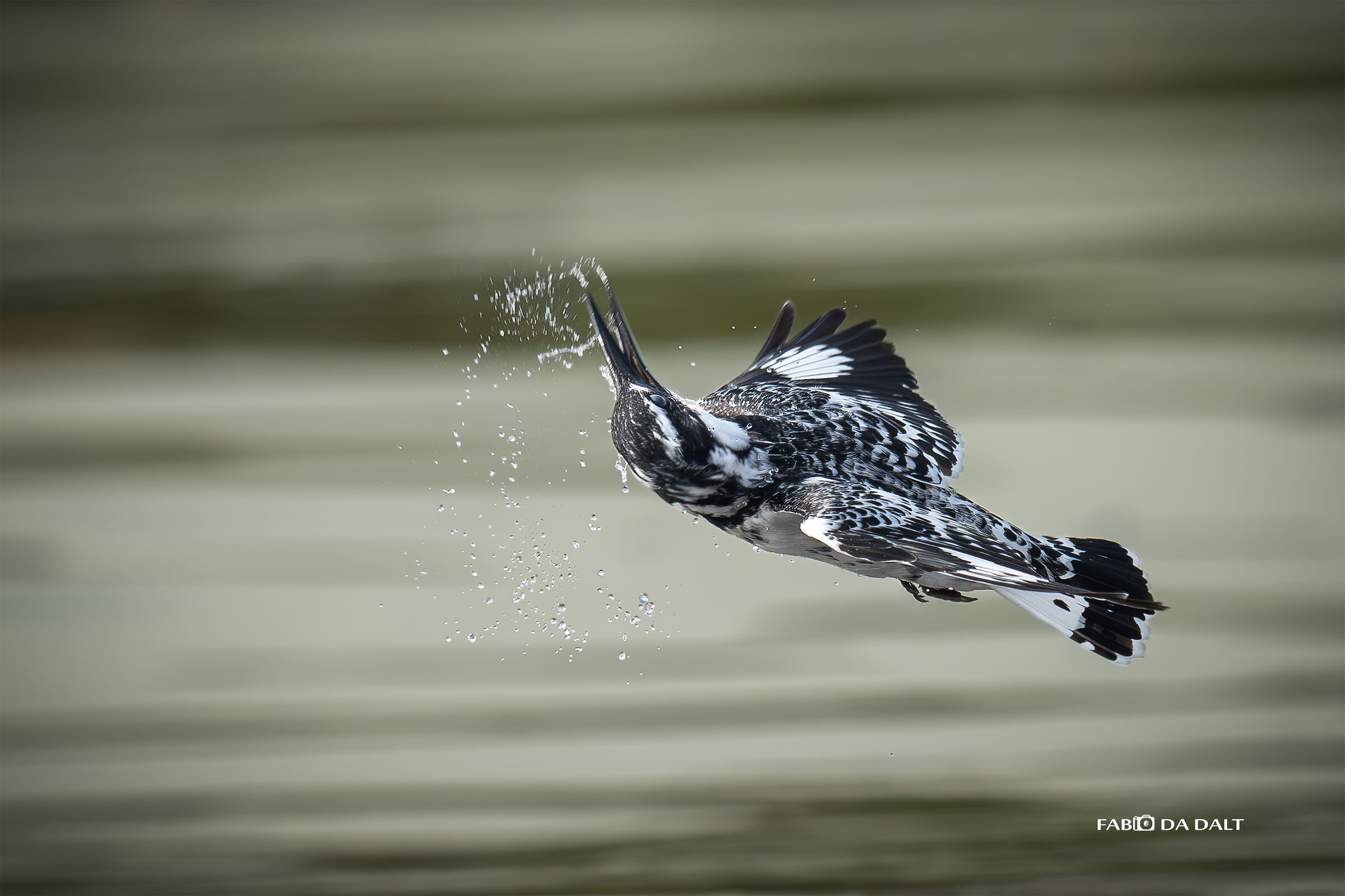 Martin Pescatore Bianco e Nero