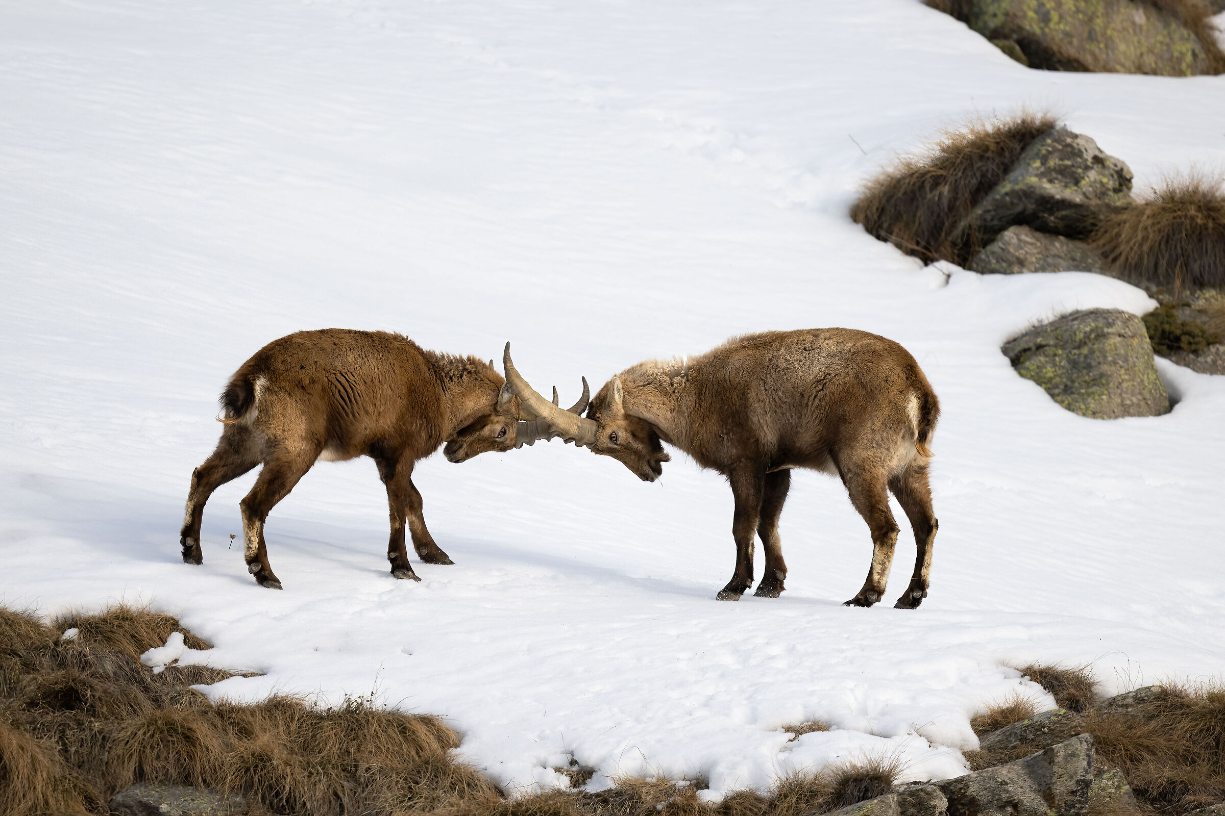 Ibex - Gran Paradiso National Park