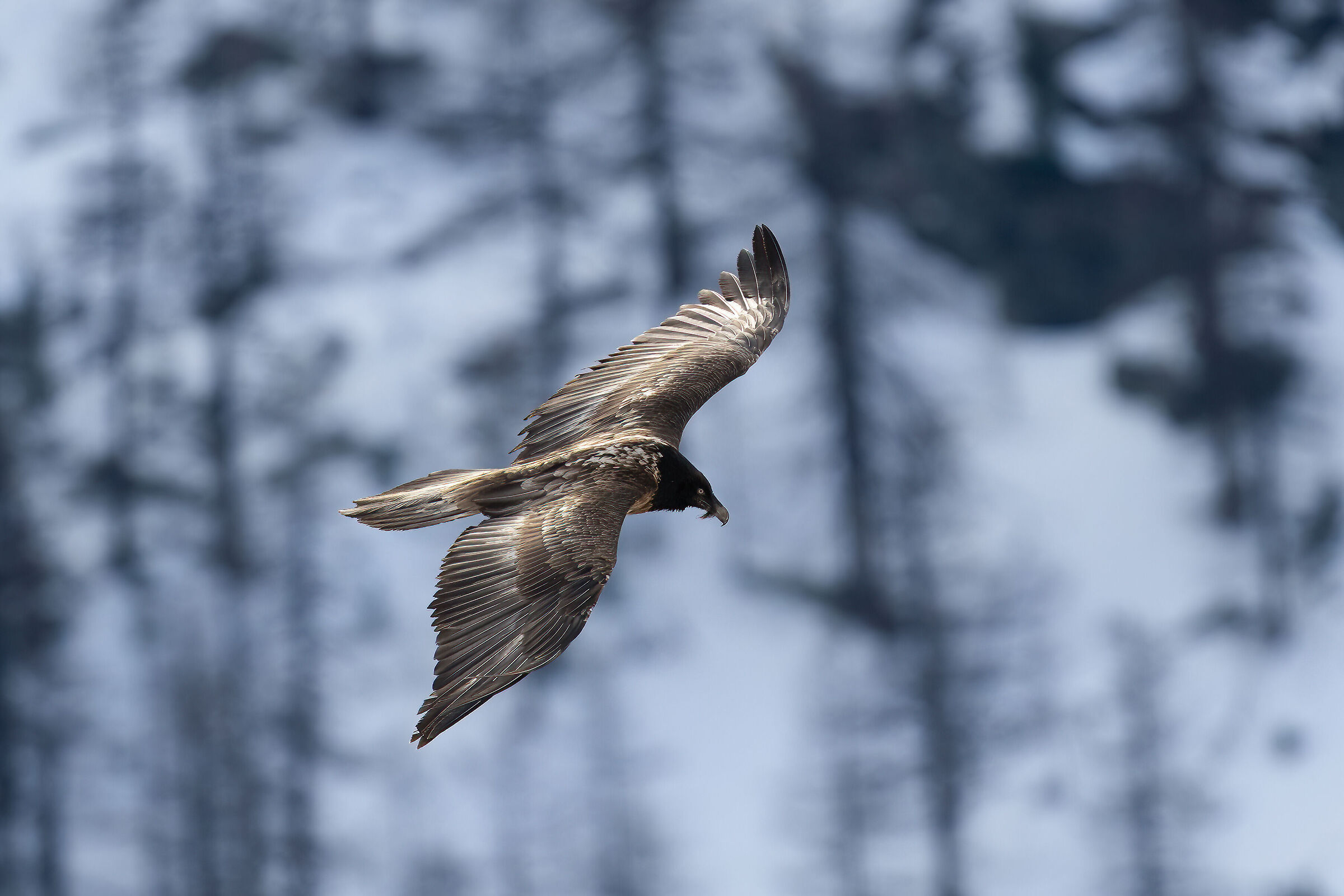 Gypaetus barbatus - Gran Paradiso National Park