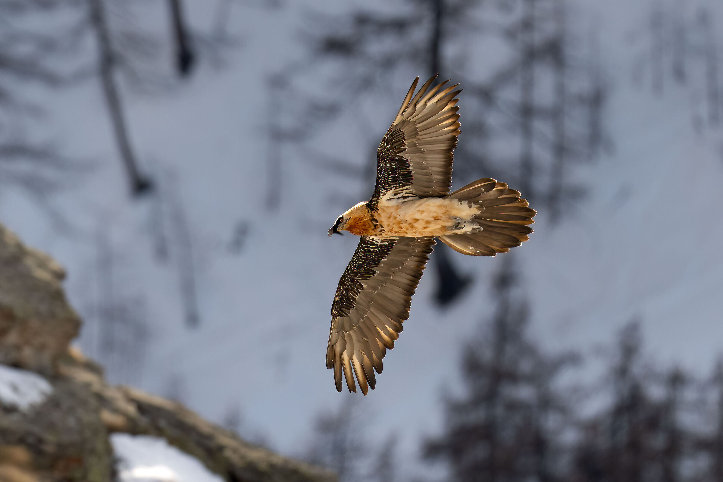 Gypaetus barbatus - Gran Paradiso National Park