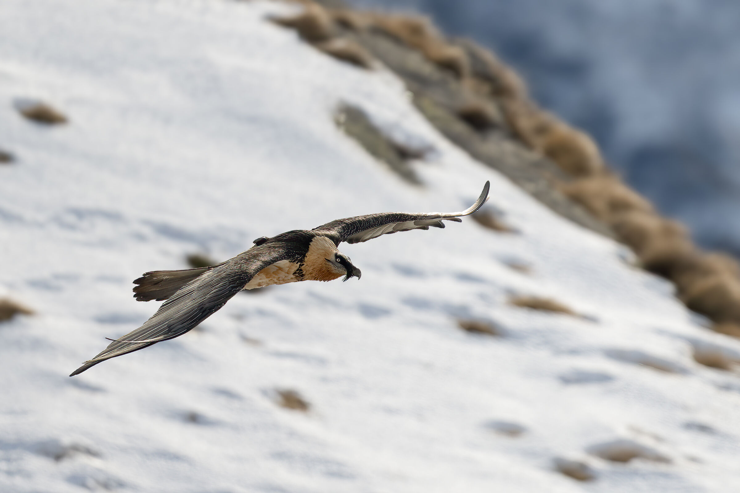 Gypaetus barbatus - Parco Nazionale del Gran Paradiso