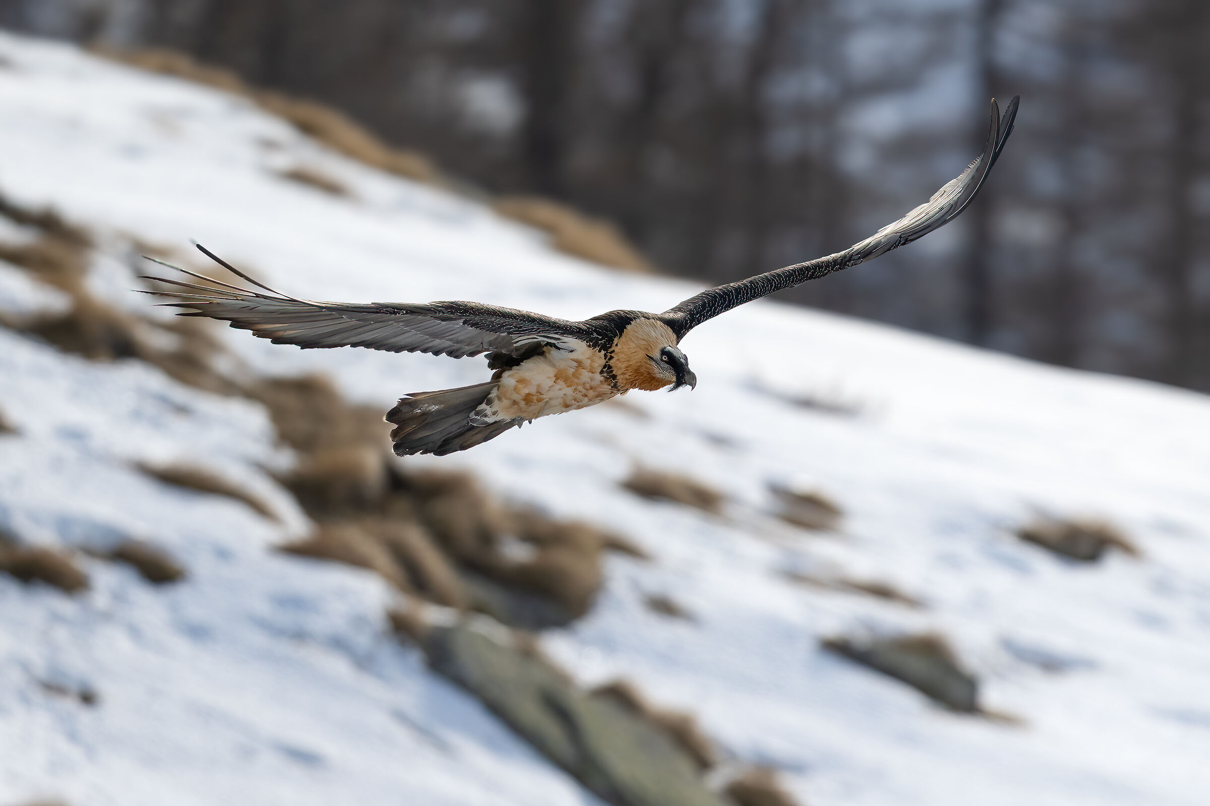 Gypaetus barbatus - Gran Paradiso National Park