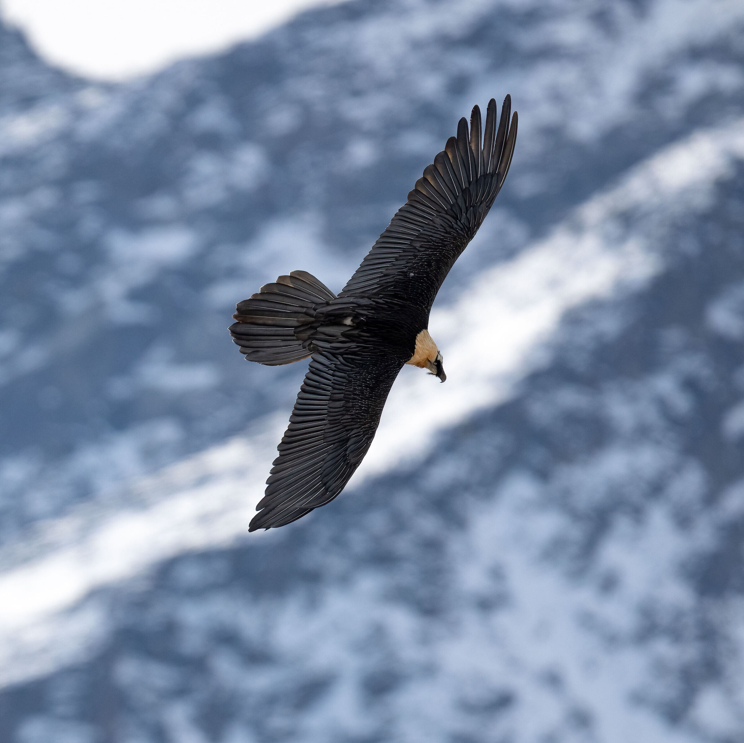 Gypaetus barbatus - Gran Paradiso National Park