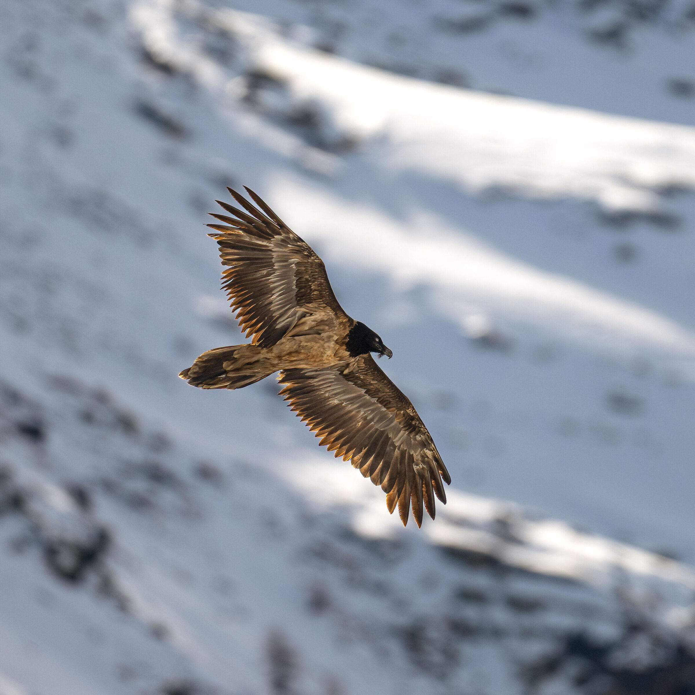 Gypaetus barbatus - Gran Paradiso National Park