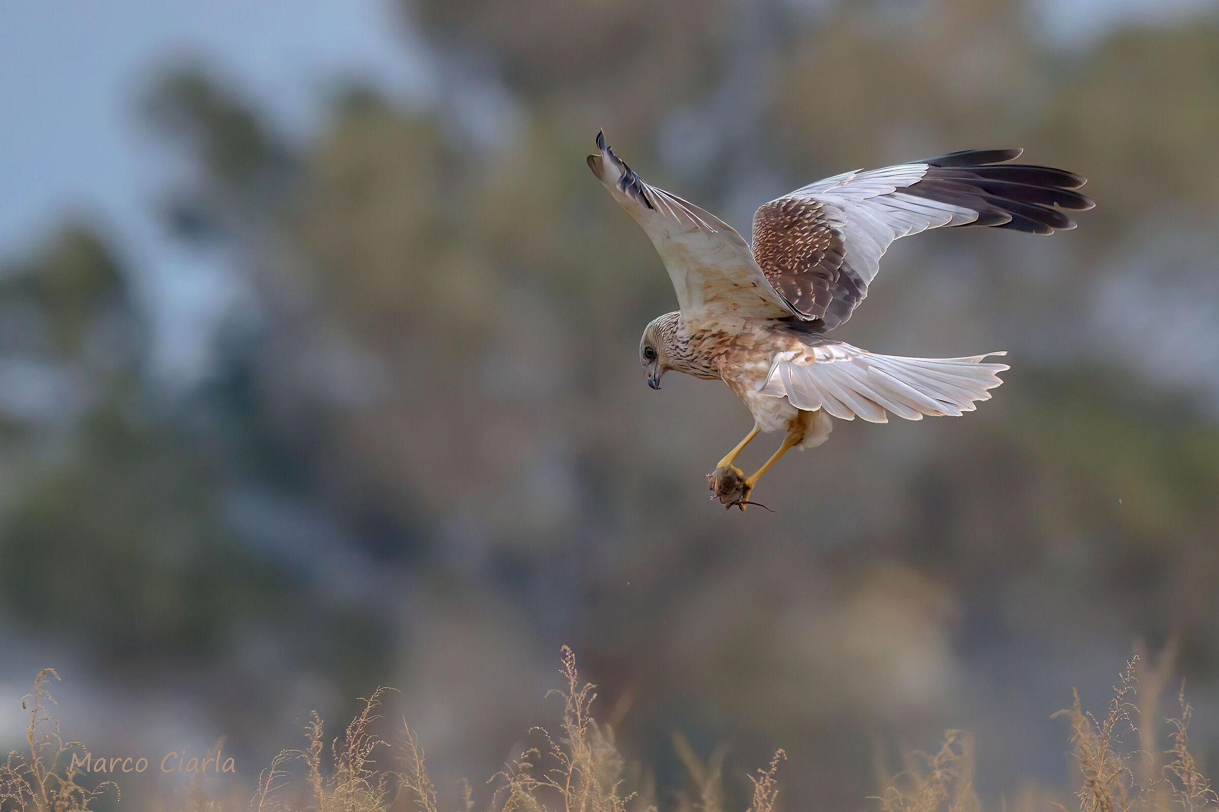 Marsh harrier with mouse (Circus aeruginosus)
