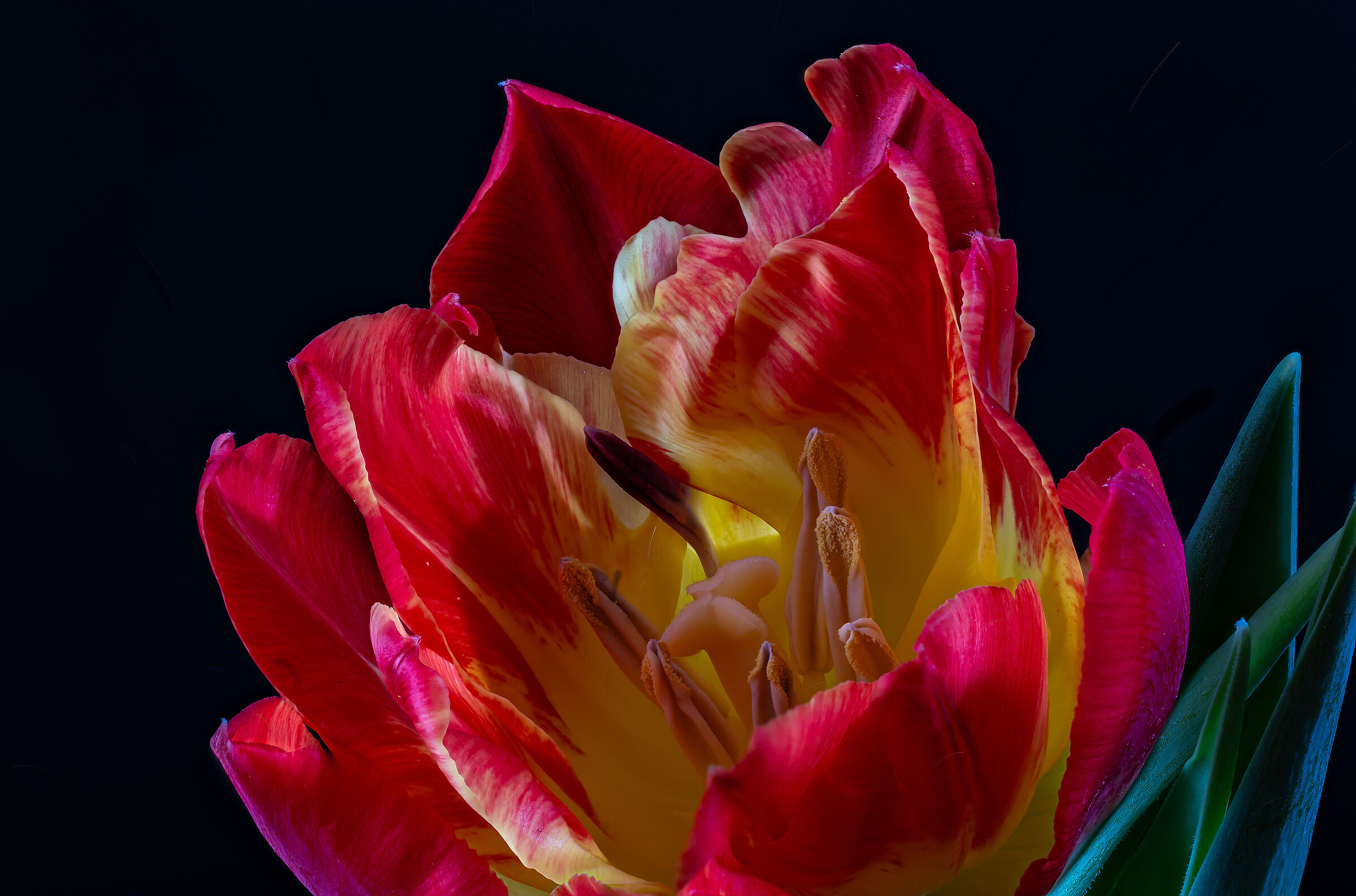 Tulipa