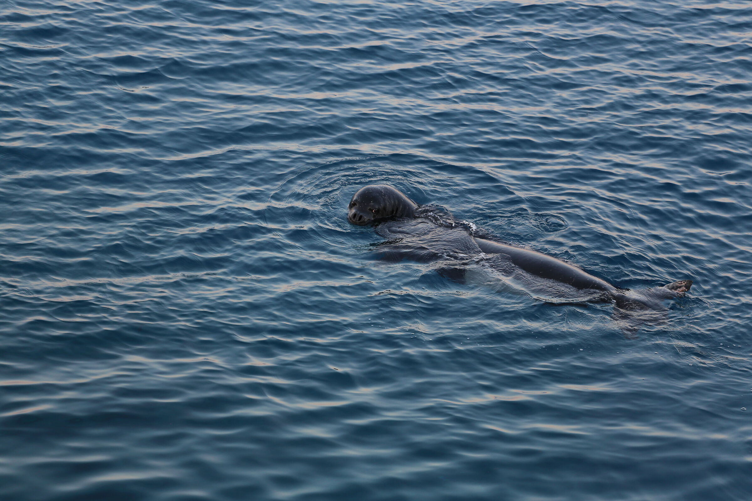 Foca monaca