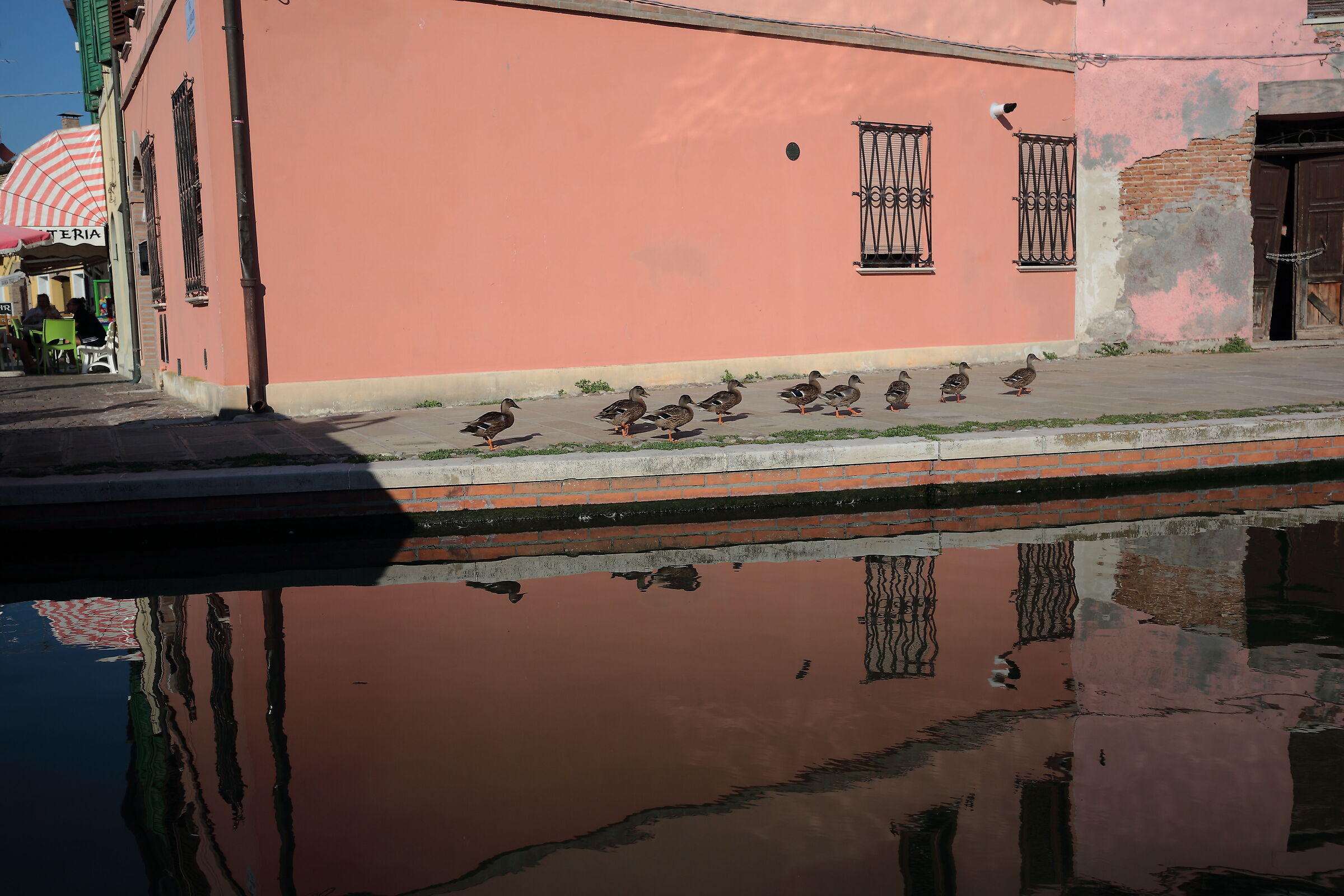 Caminada de doménega a Comacchio