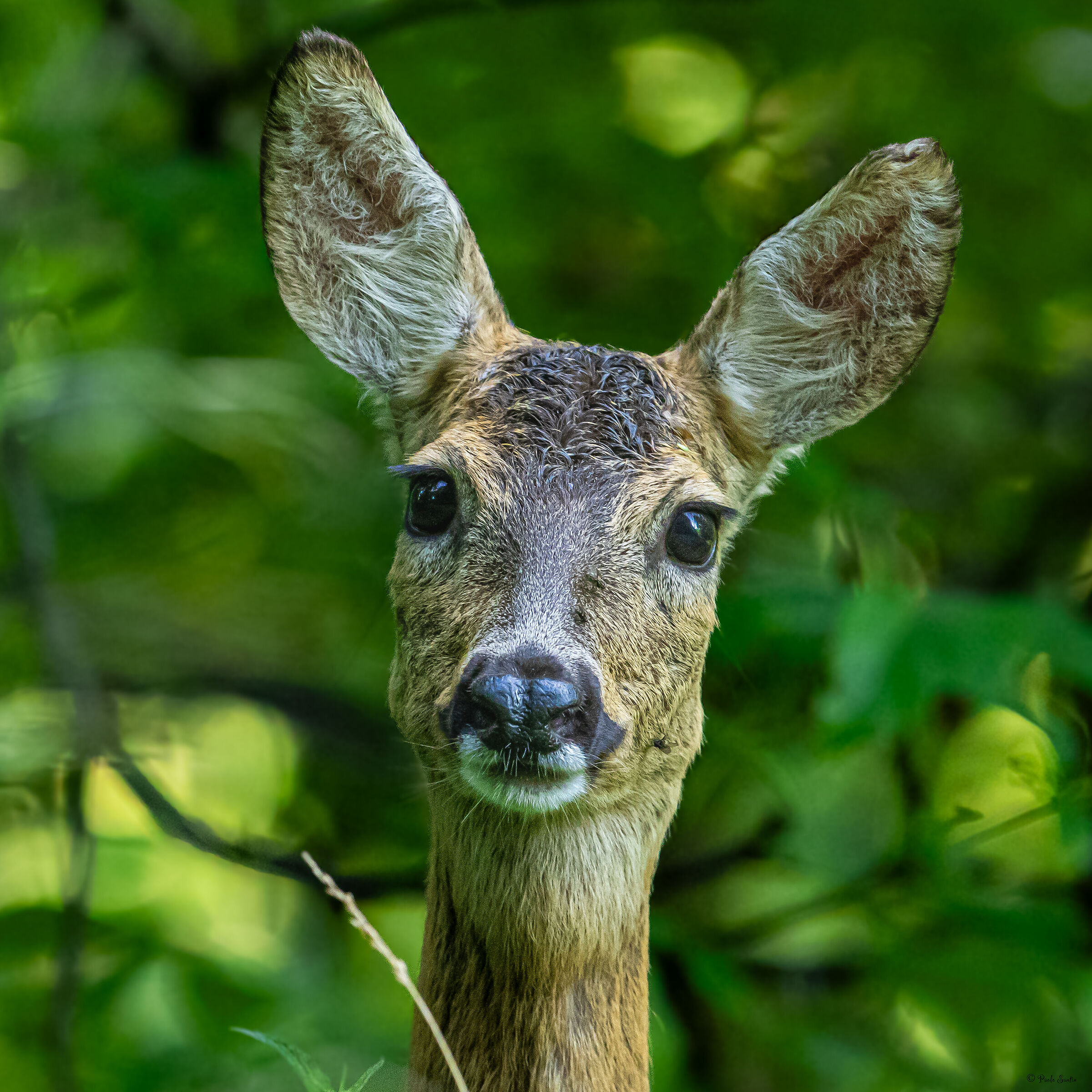 Female roe deer in summer