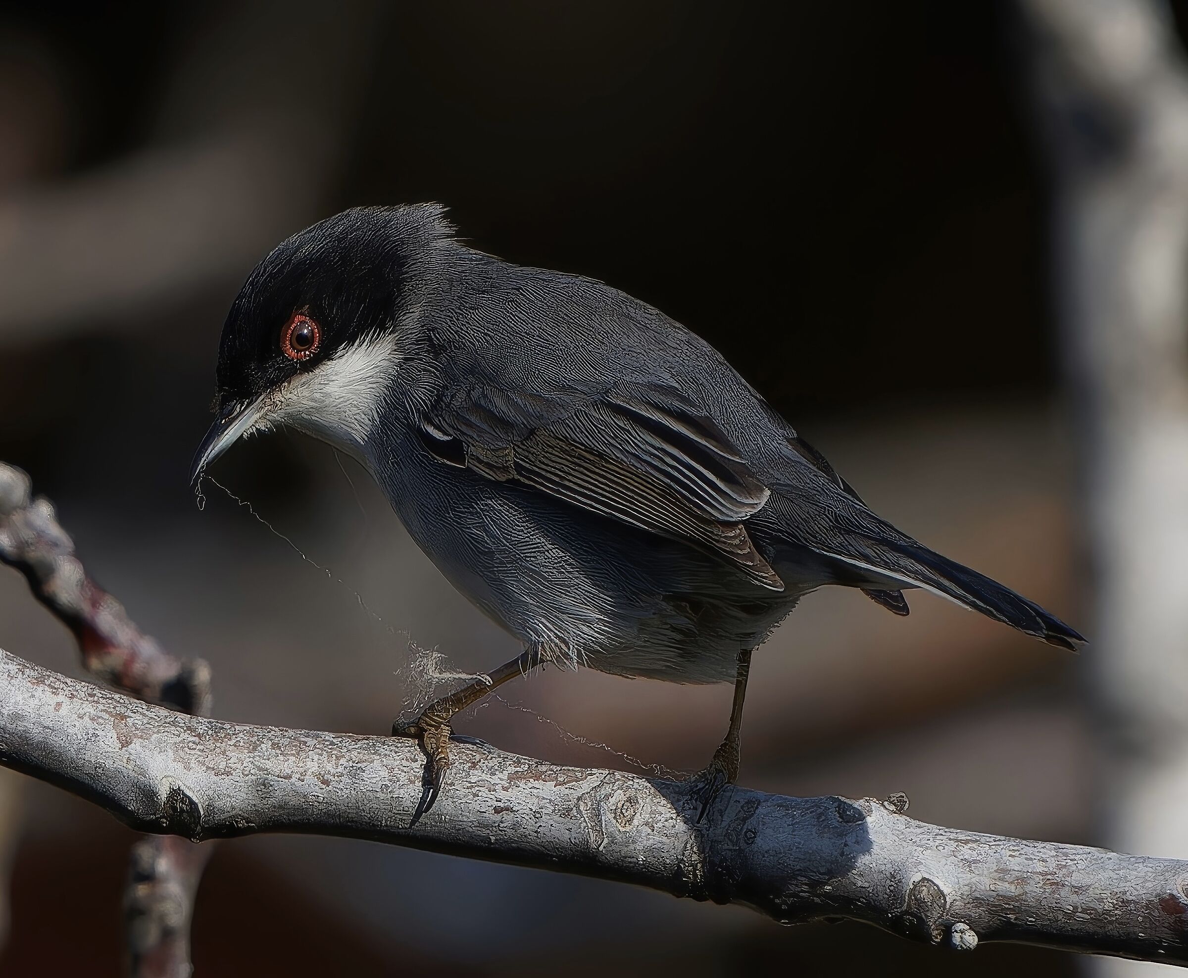 Sardinian warbler