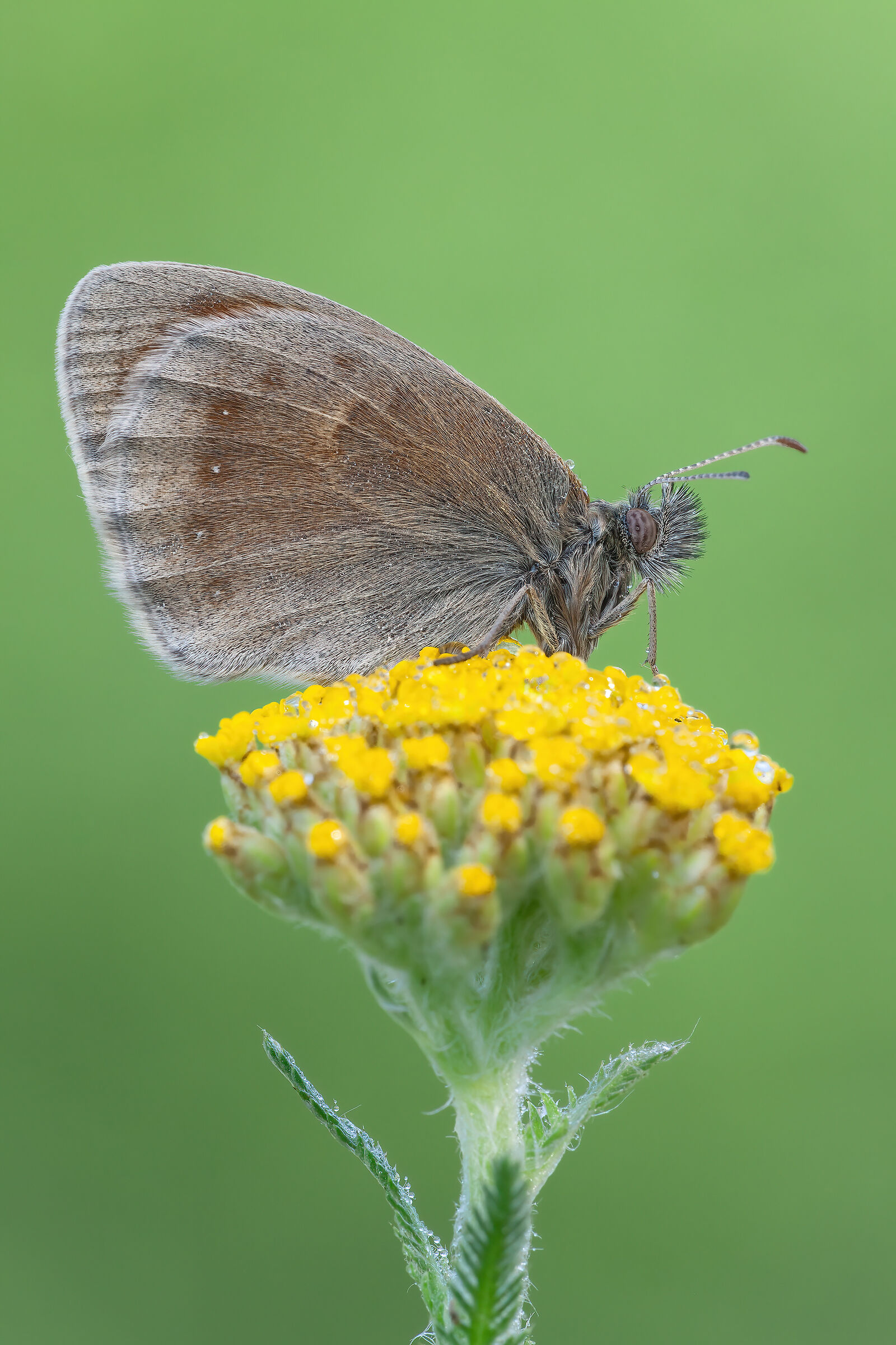 Coenonimpha pamphilus