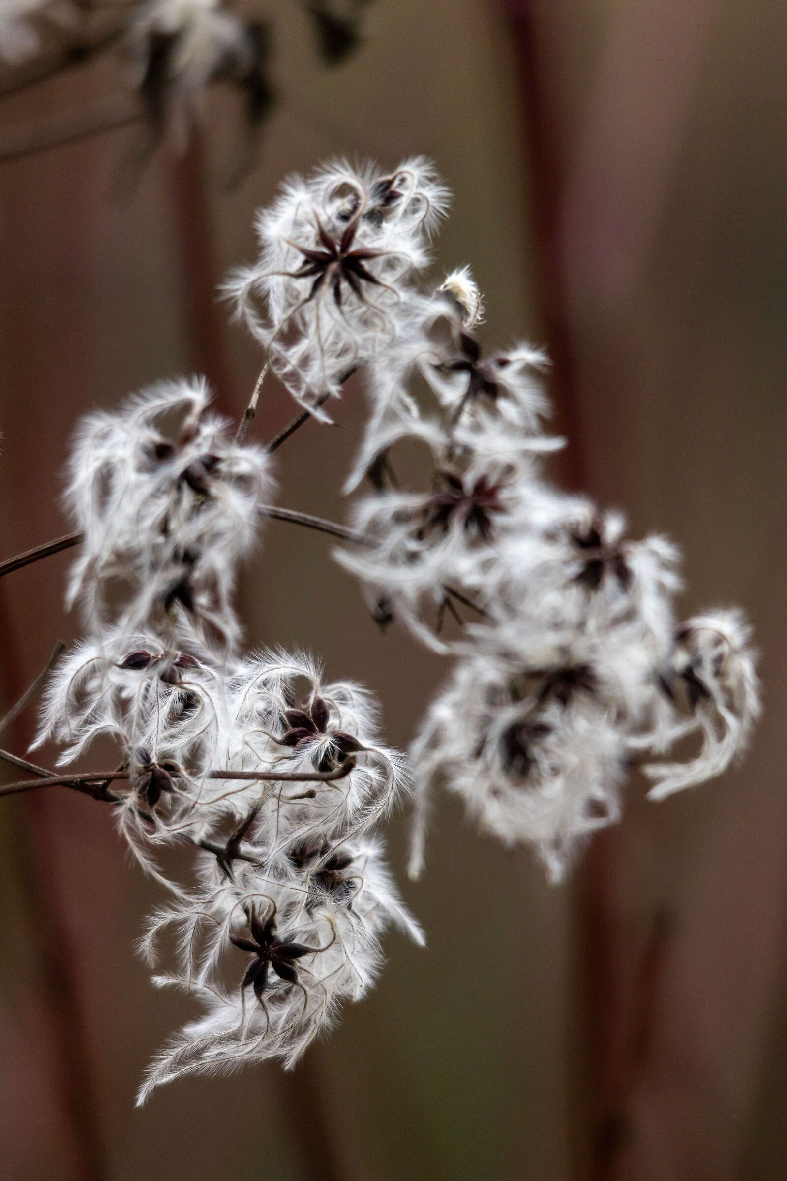 Pronti per volare nel vento