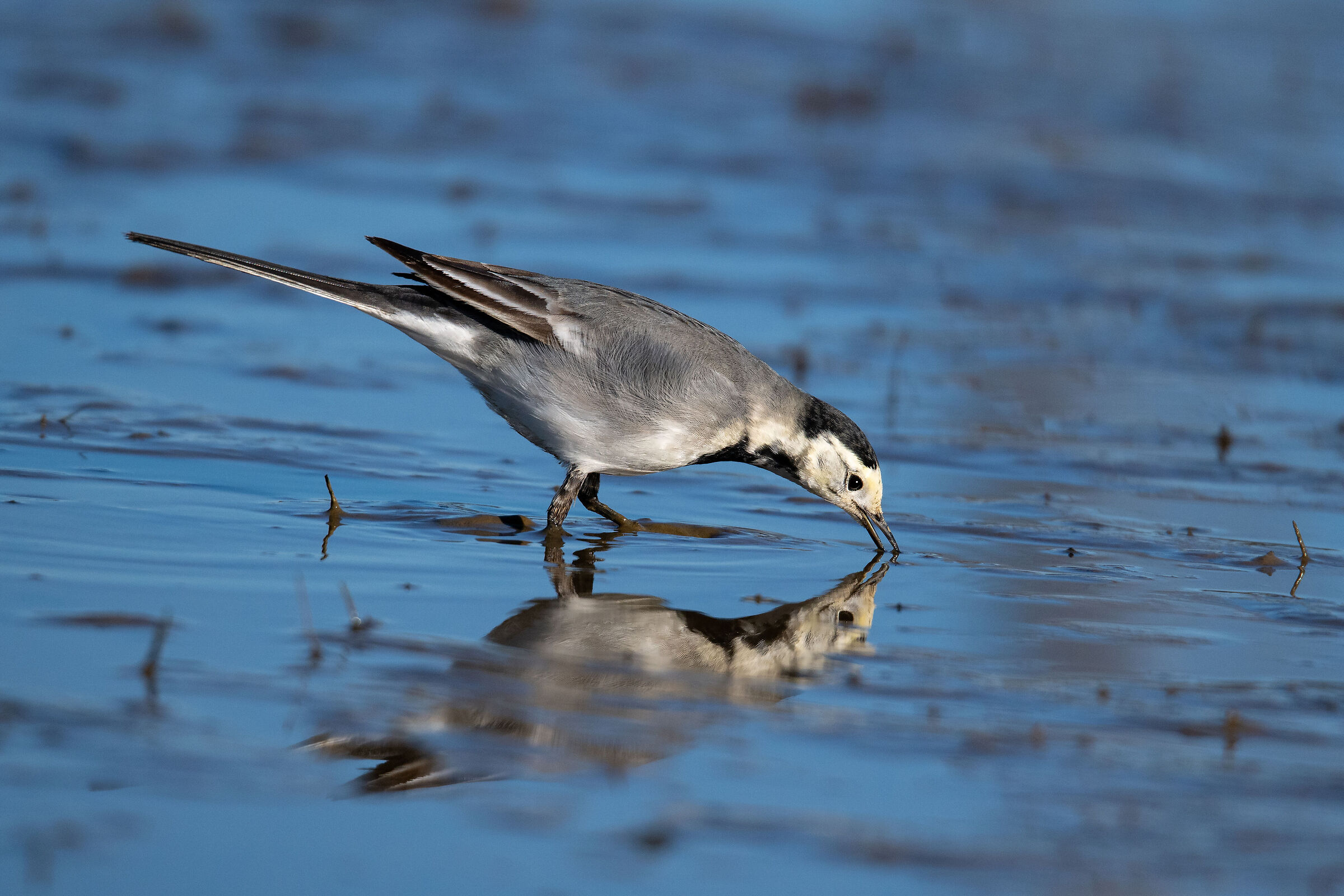 White wagtail