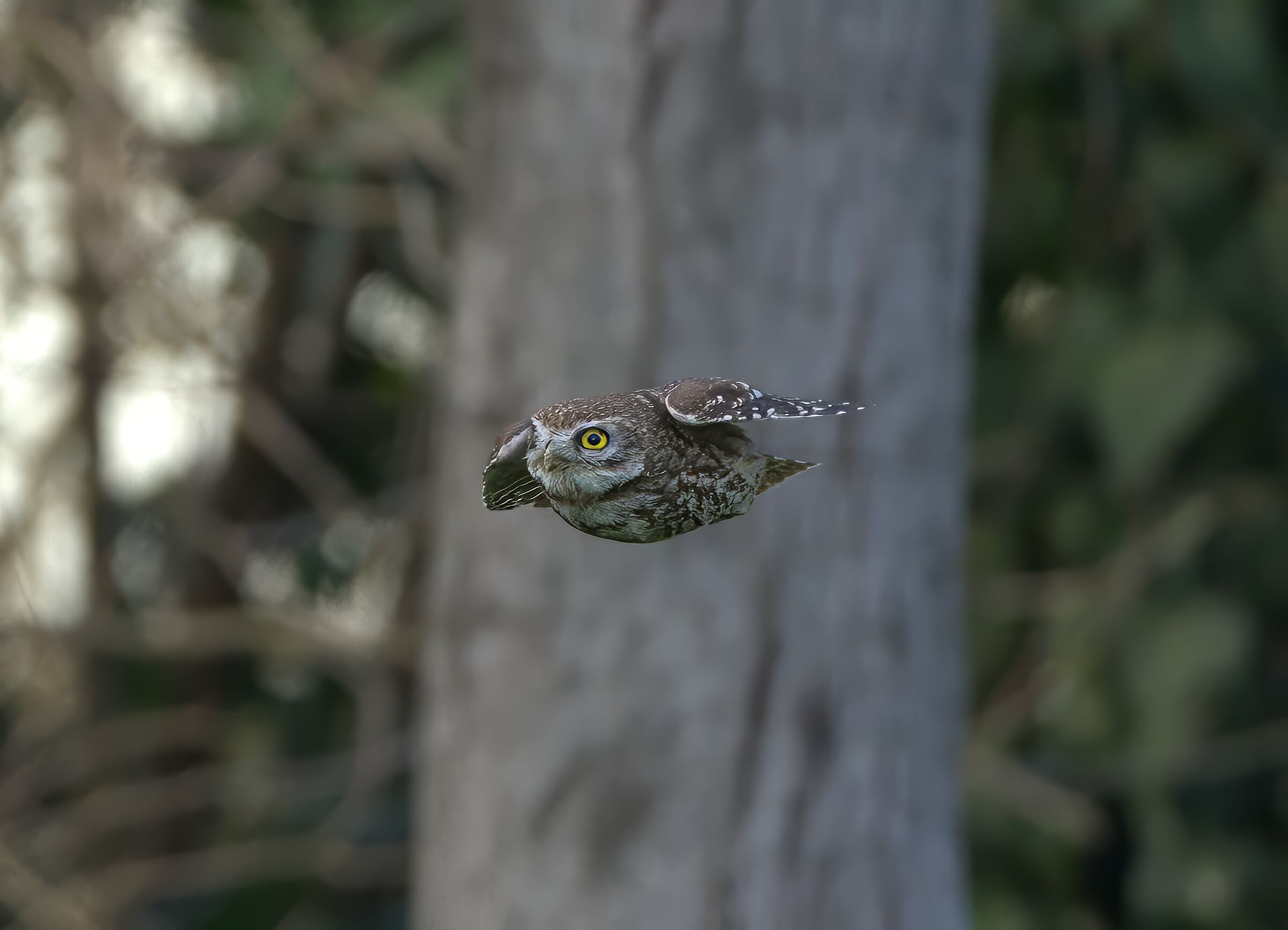 Owl