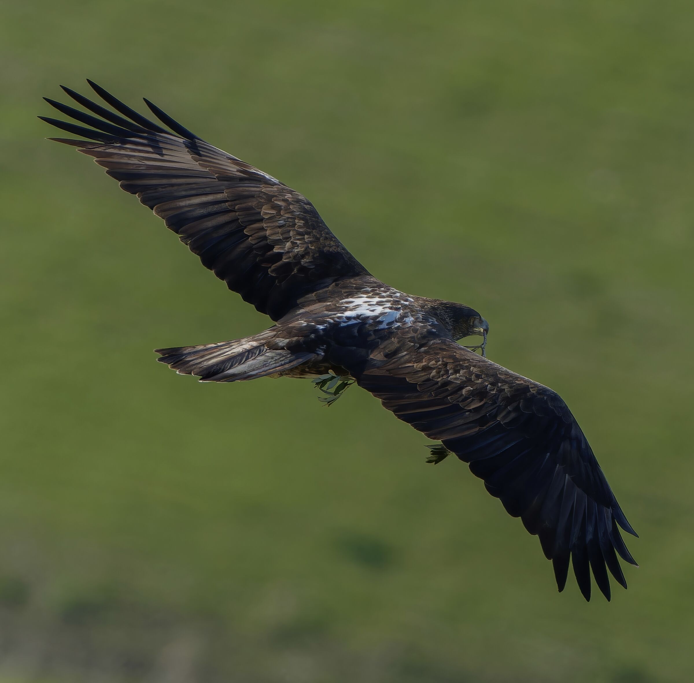 Aquila di Bonelli